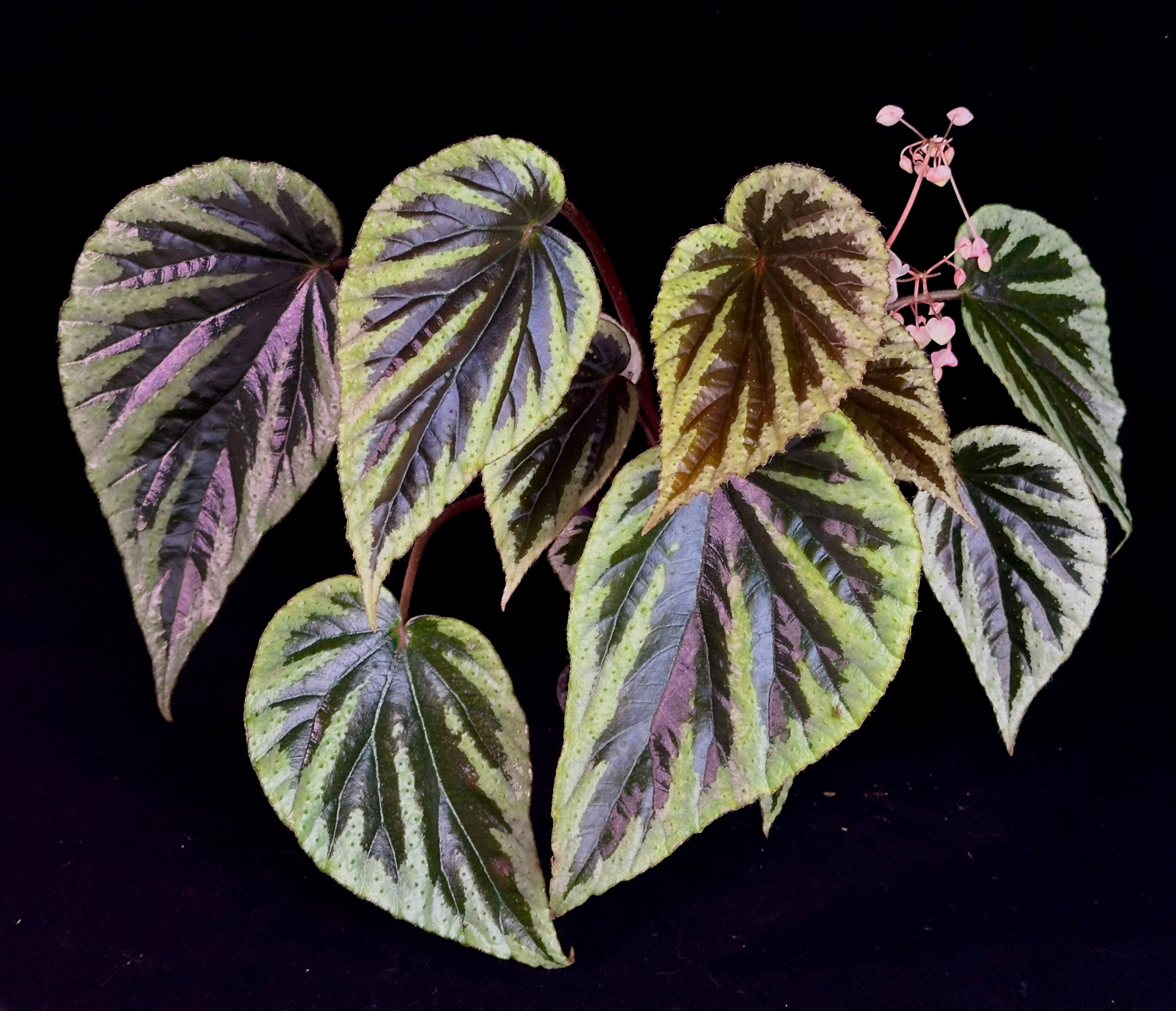 Begonia sp Vietnam – Begonian Express