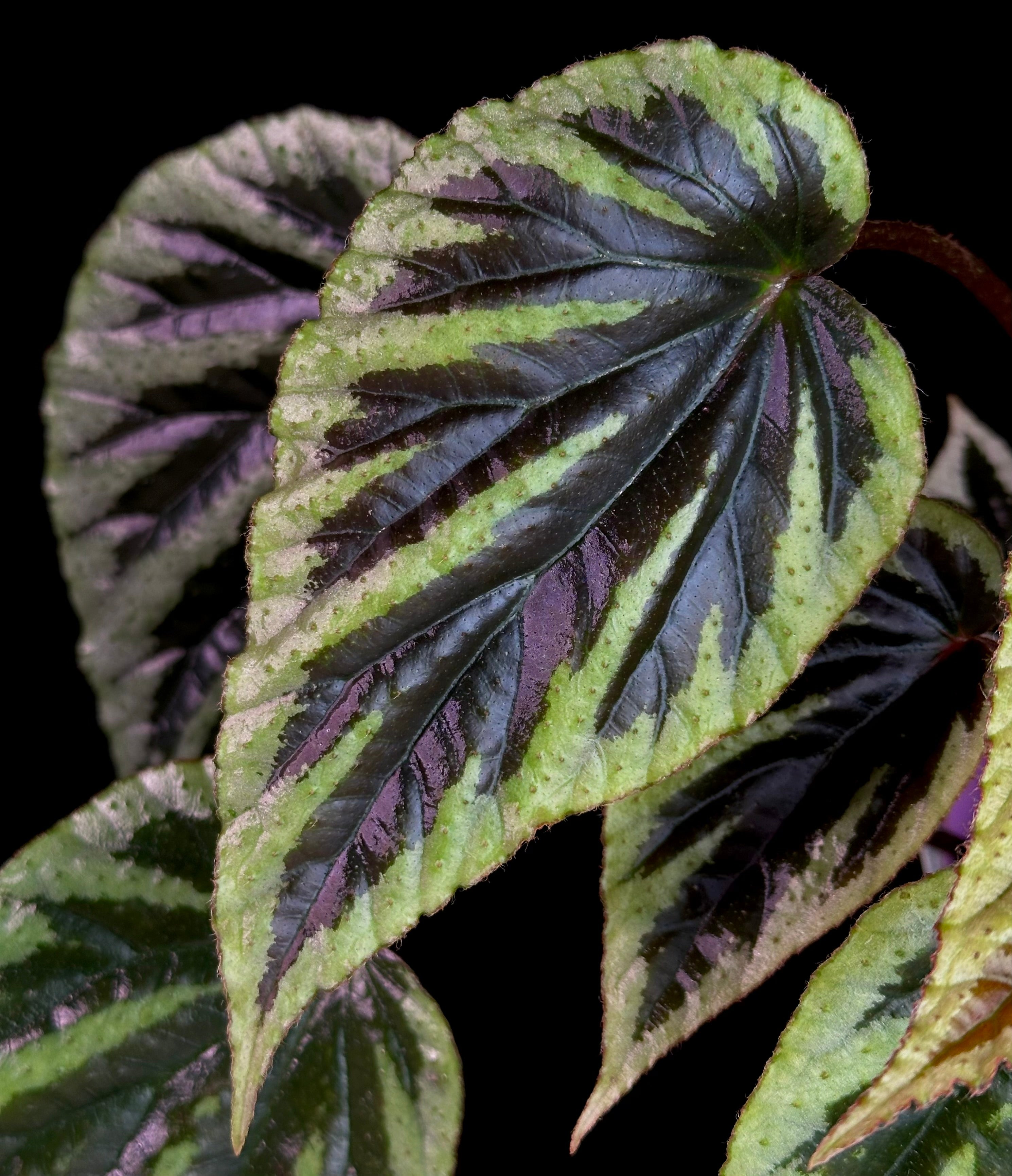Begonia sp Vietnam – Begonian Express