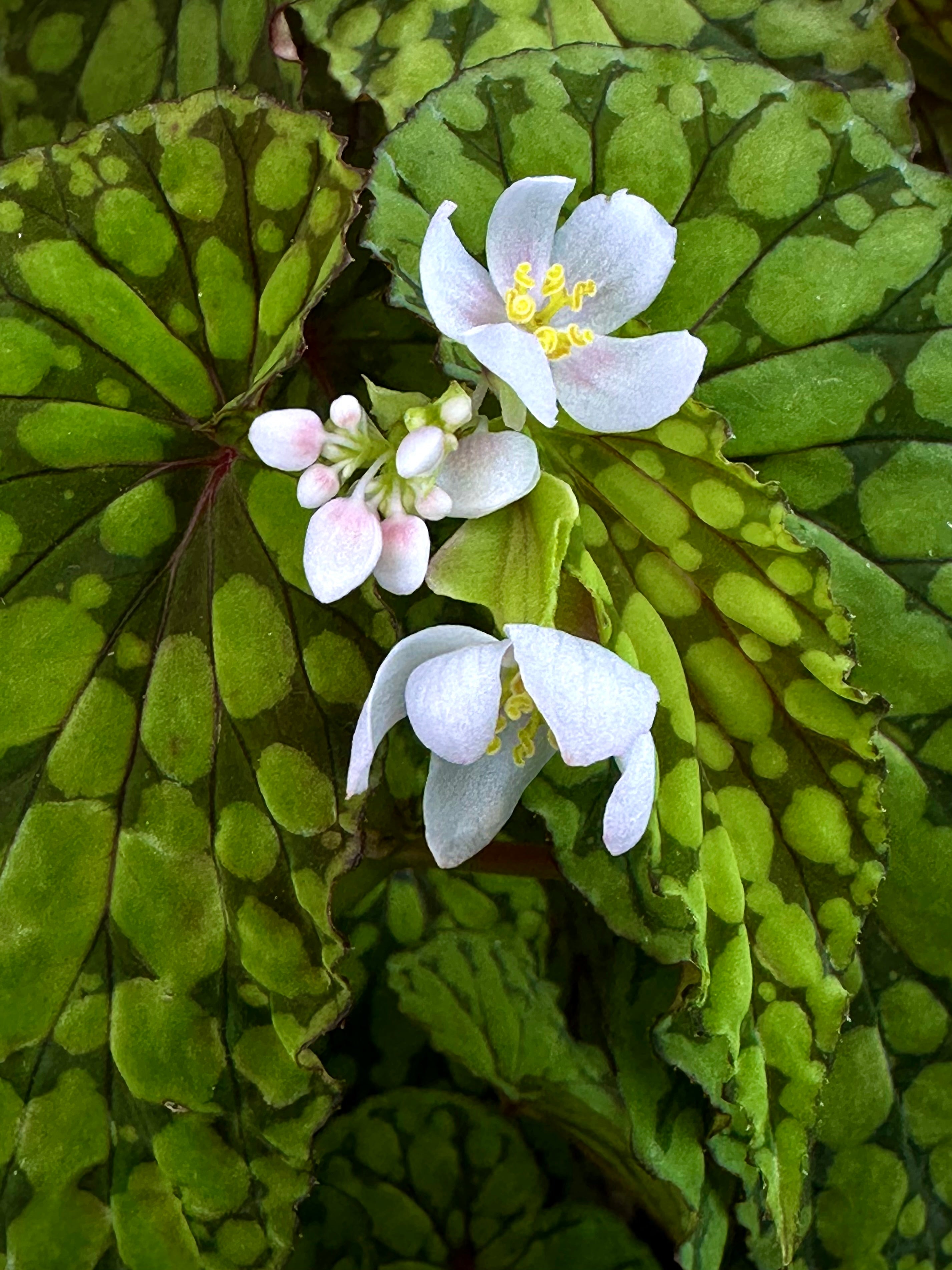 SEEDS Begonia U038 aka green chlorosticta – Begonian Express