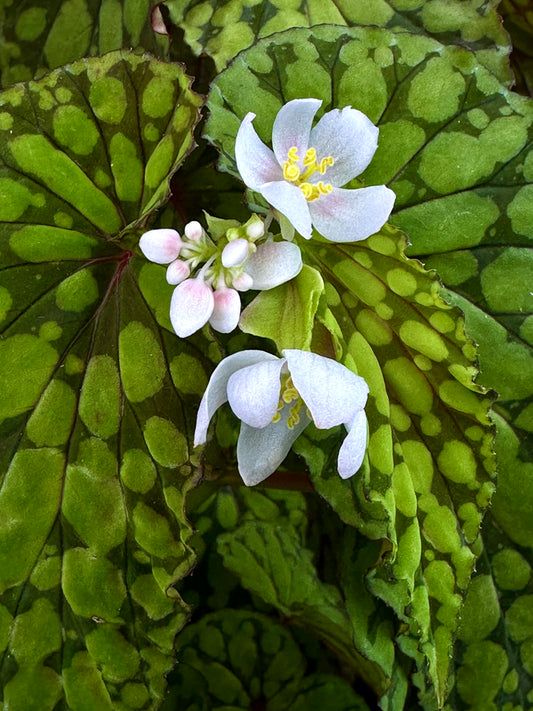 SEEDS Begonia U038 aka green chlorosticta