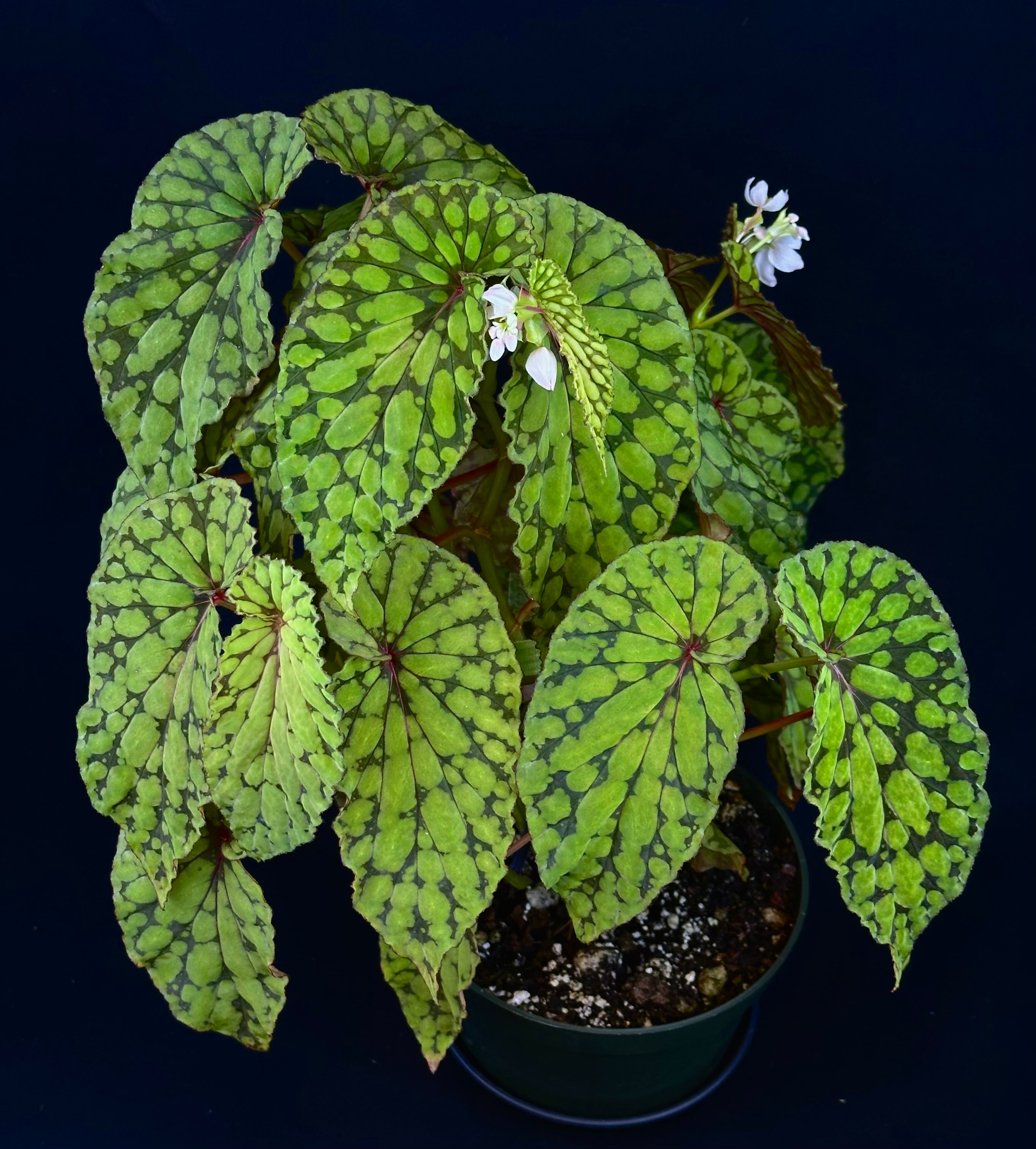 SEEDS Begonia U038 aka green chlorosticta – Begonian Express