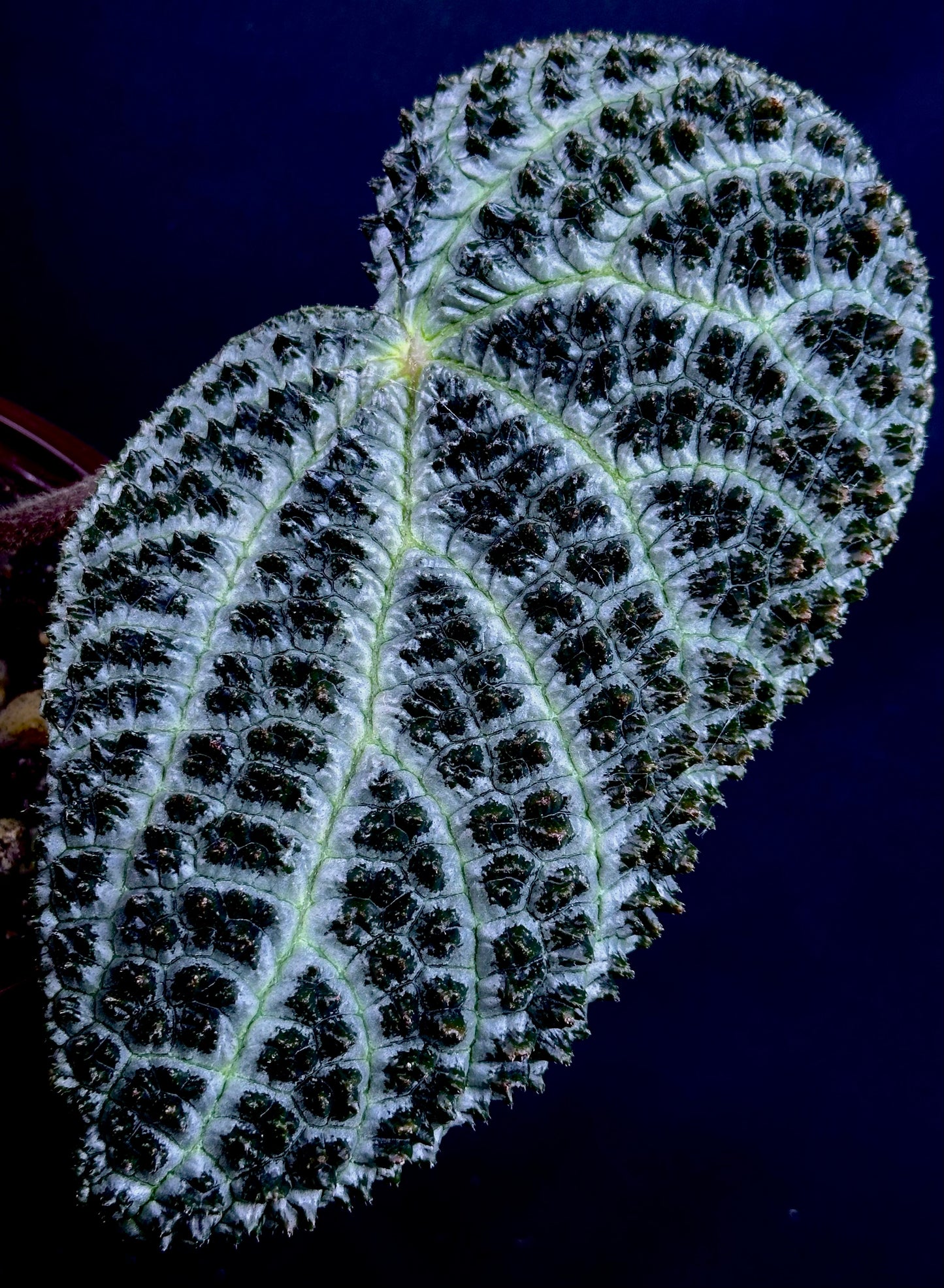 Begonia montaniformis
