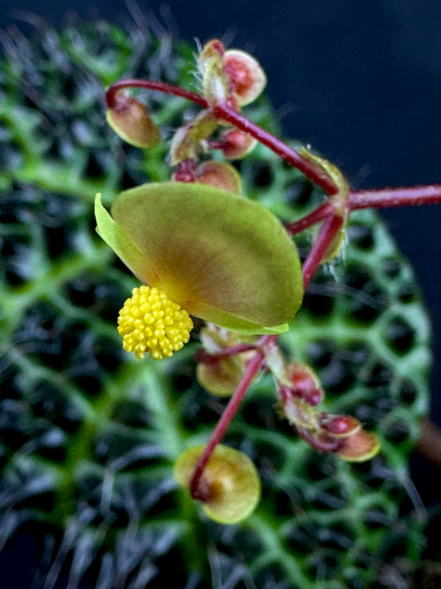 SEEDS Begonia melanobullata