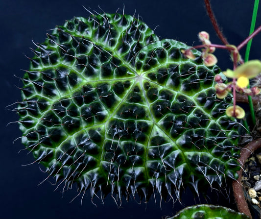SEEDS Begonia melanobullata