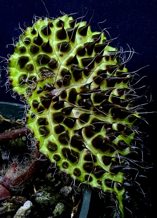 SEEDS Begonia melanobullata