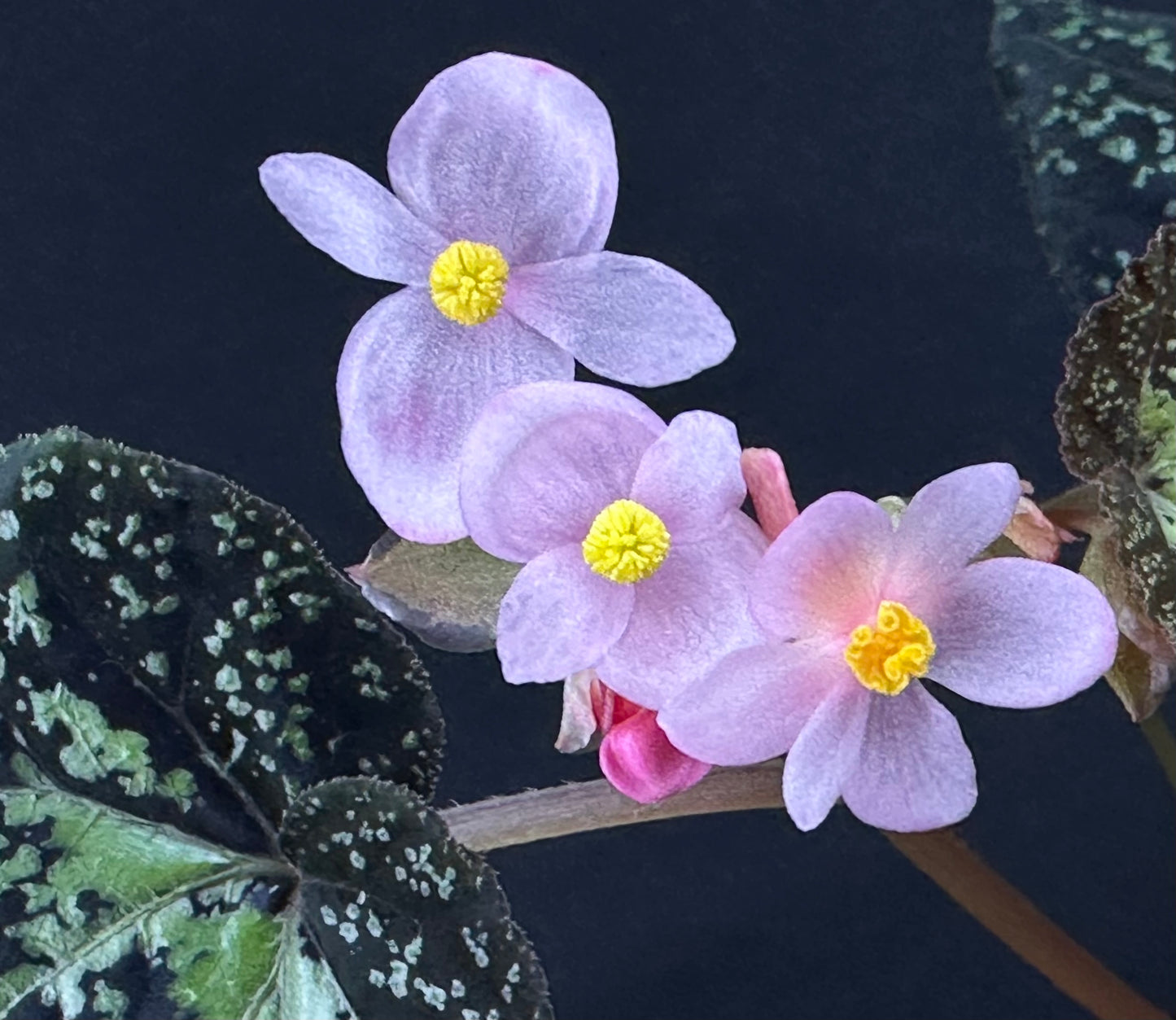 SEEDS Begonia sp Gunung Condong