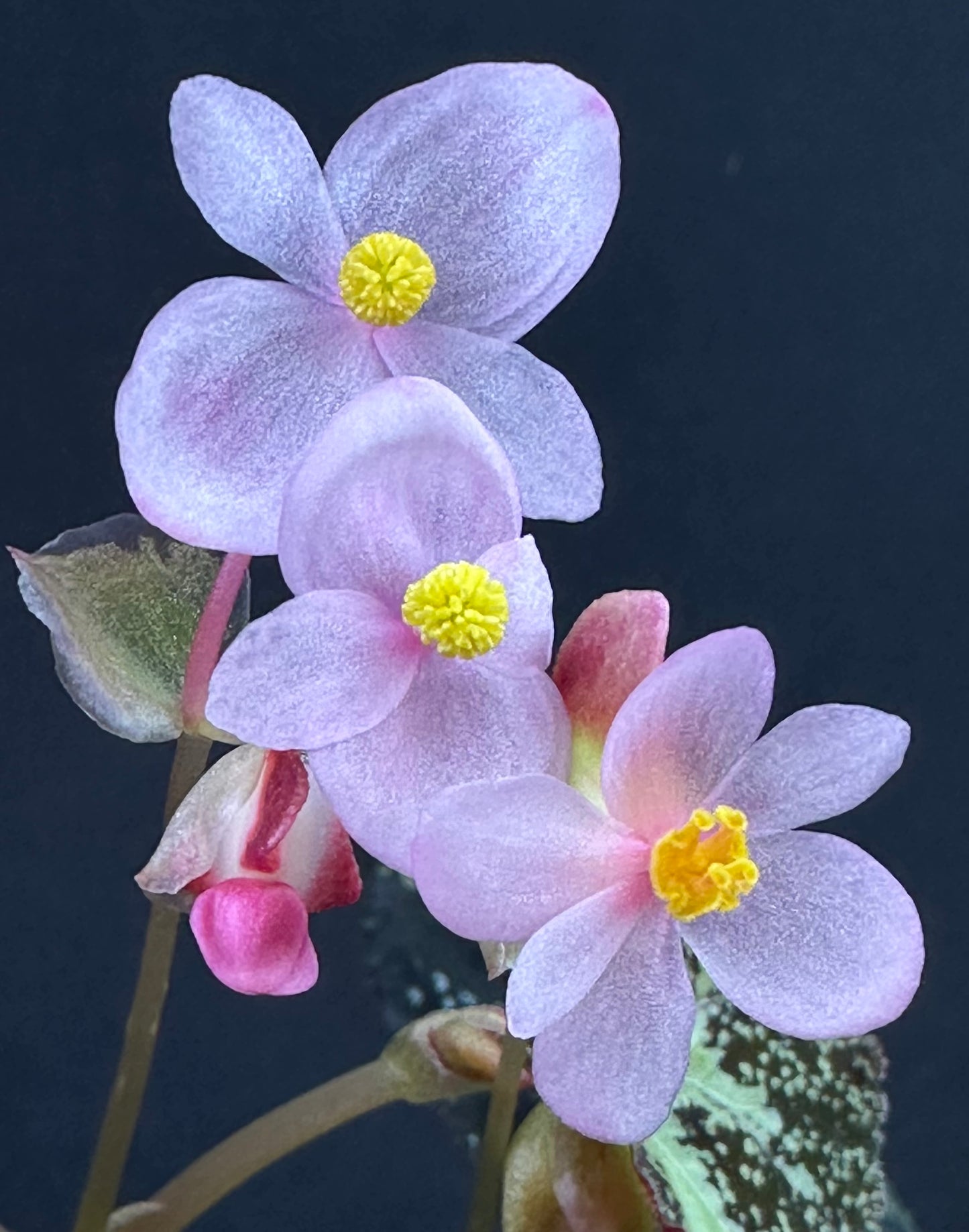 SEEDS Begonia sp Gunung Condong