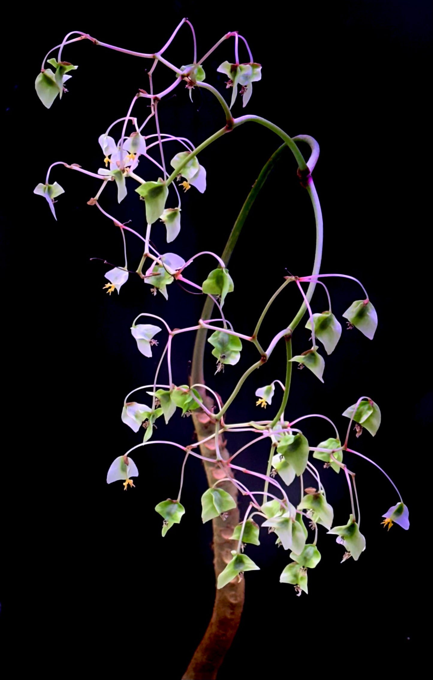 SEEDS Begonia ludwigii (spotted form)
