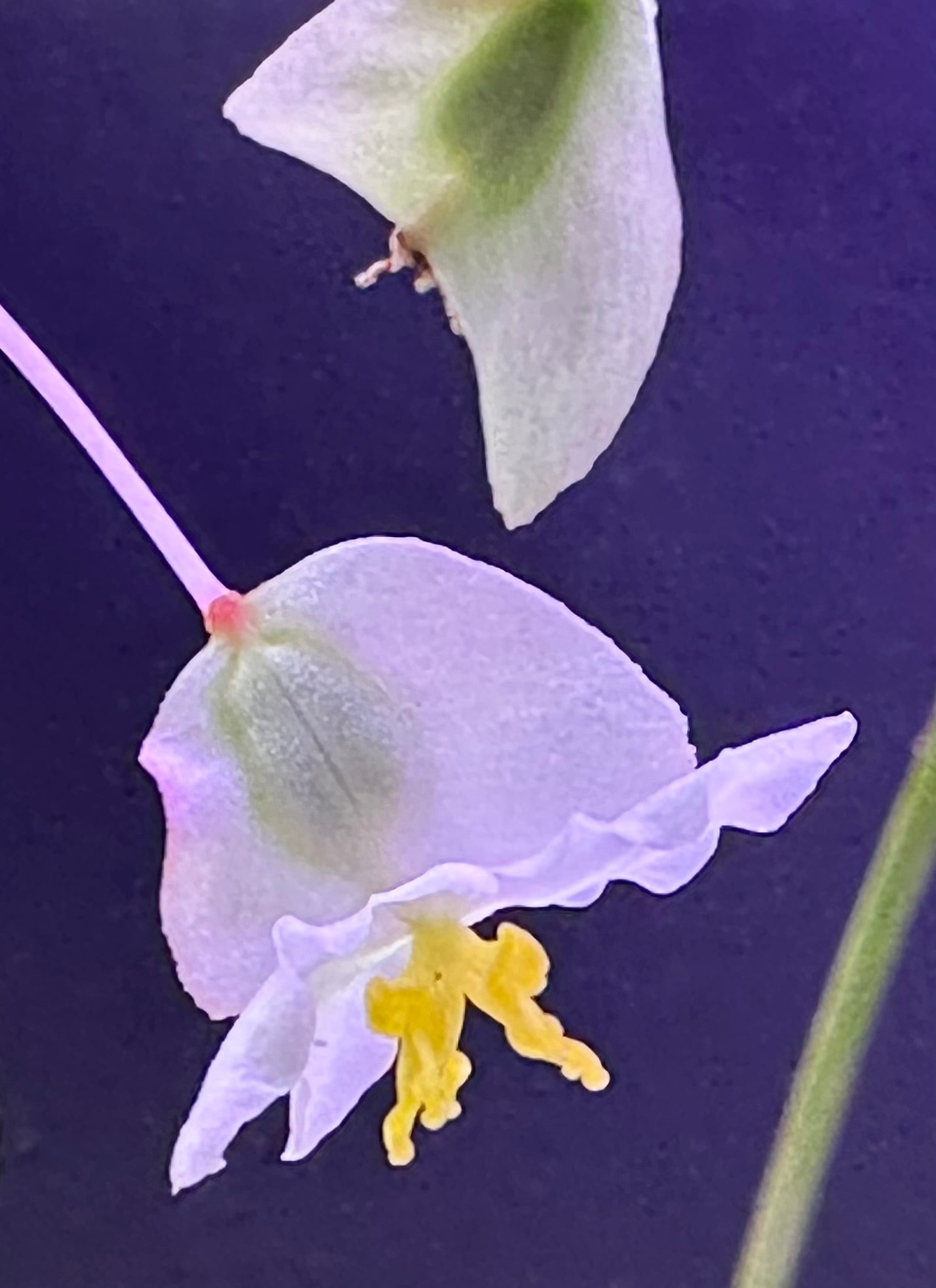 SEEDS Begonia ludwigii (spotted form)