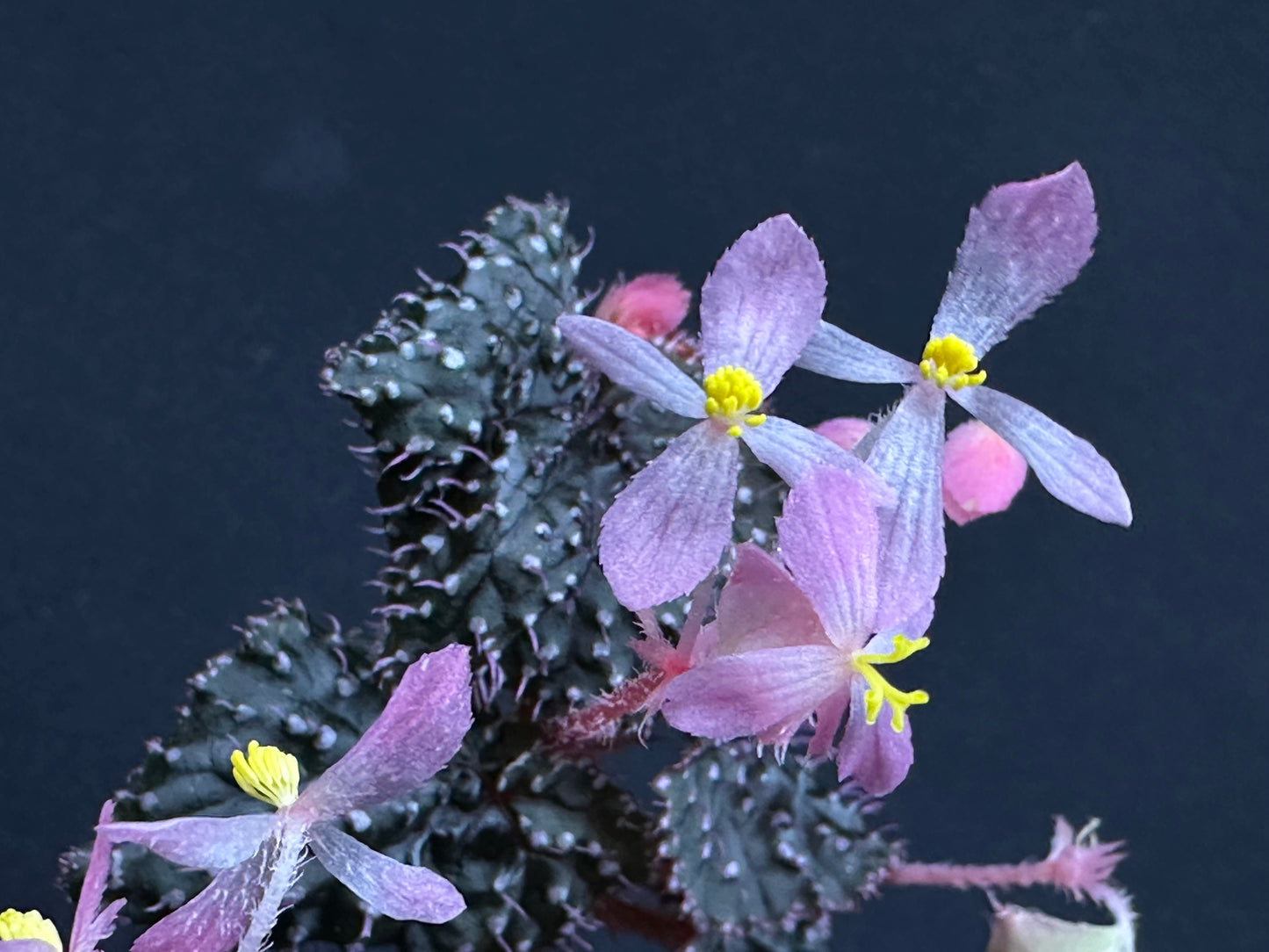 SEEDS Begonia ocellata