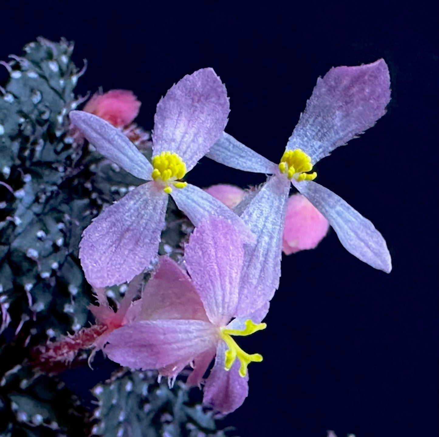SEEDS Begonia ocellata