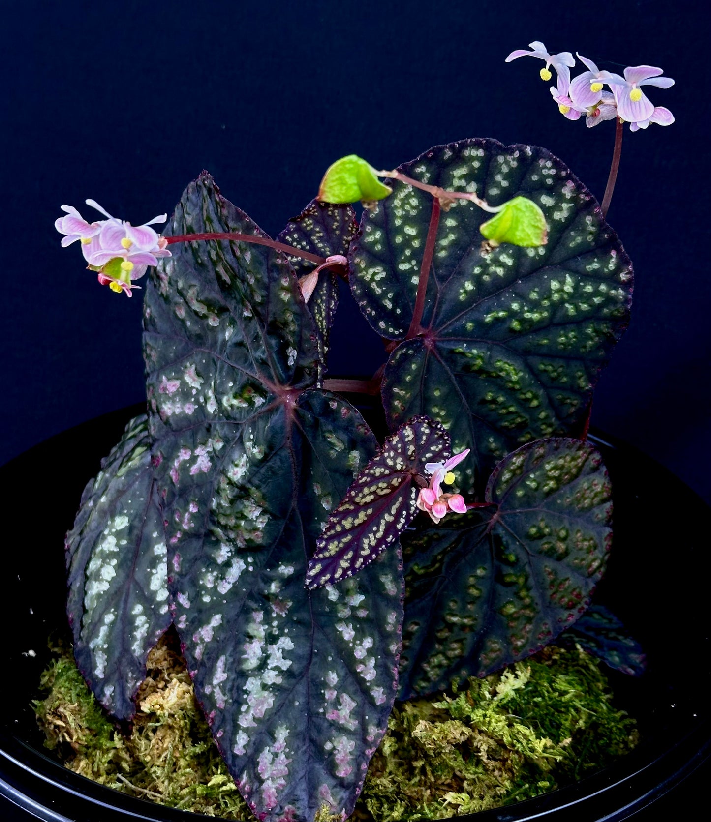 SEEDS Begonia sp “Tuberous Blue”