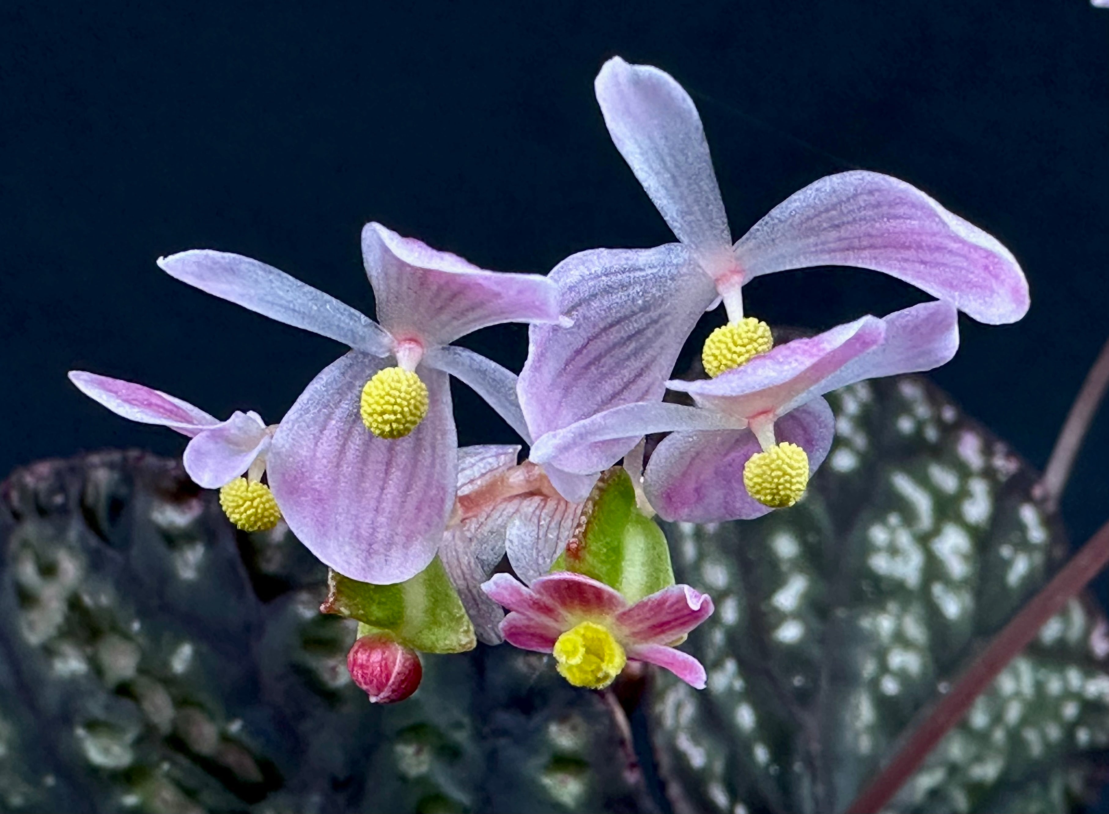 Begonia sp “Tuberous Blue” – Begonian Express
