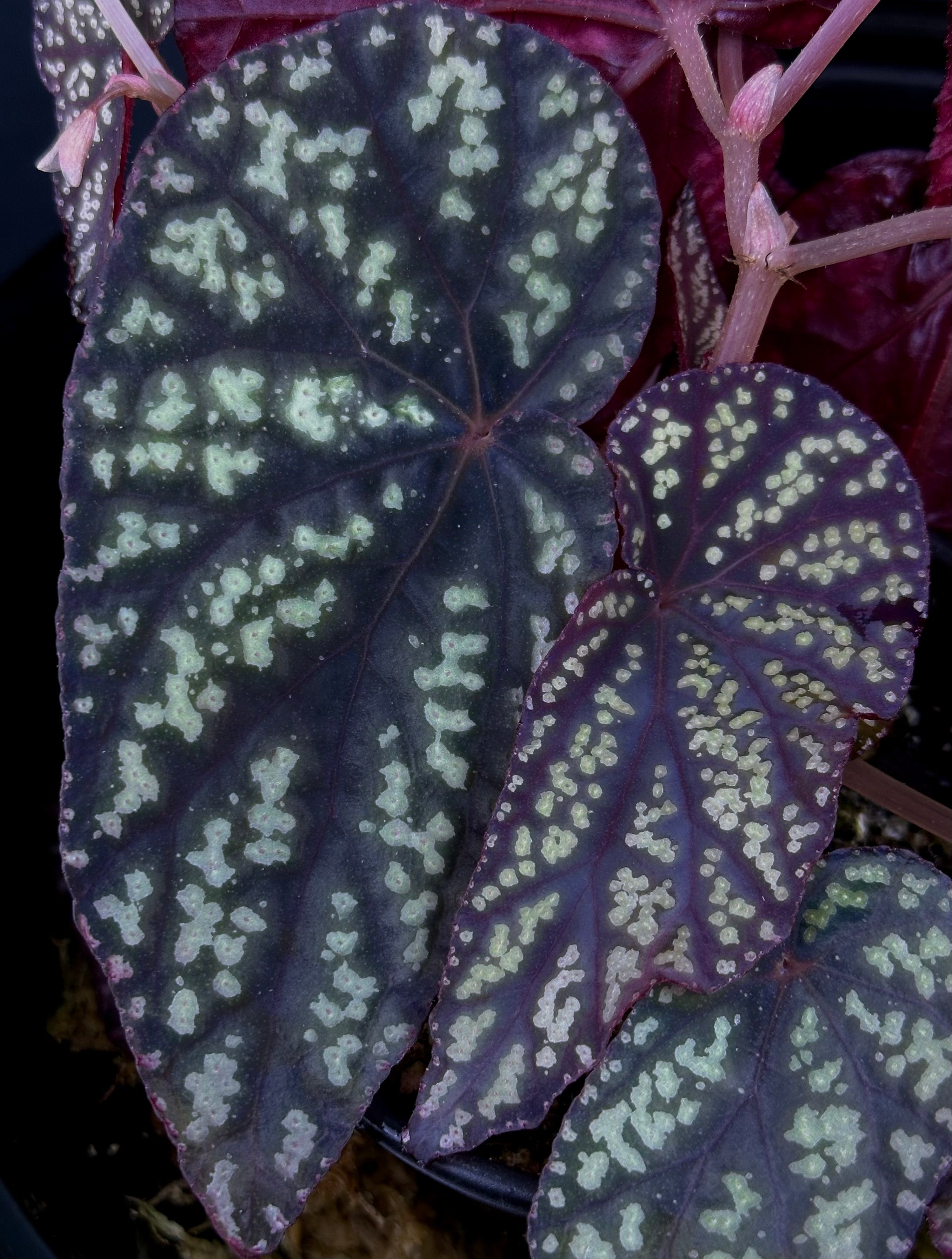 Begonia sp “Tuberous Blue” – Begonian Express