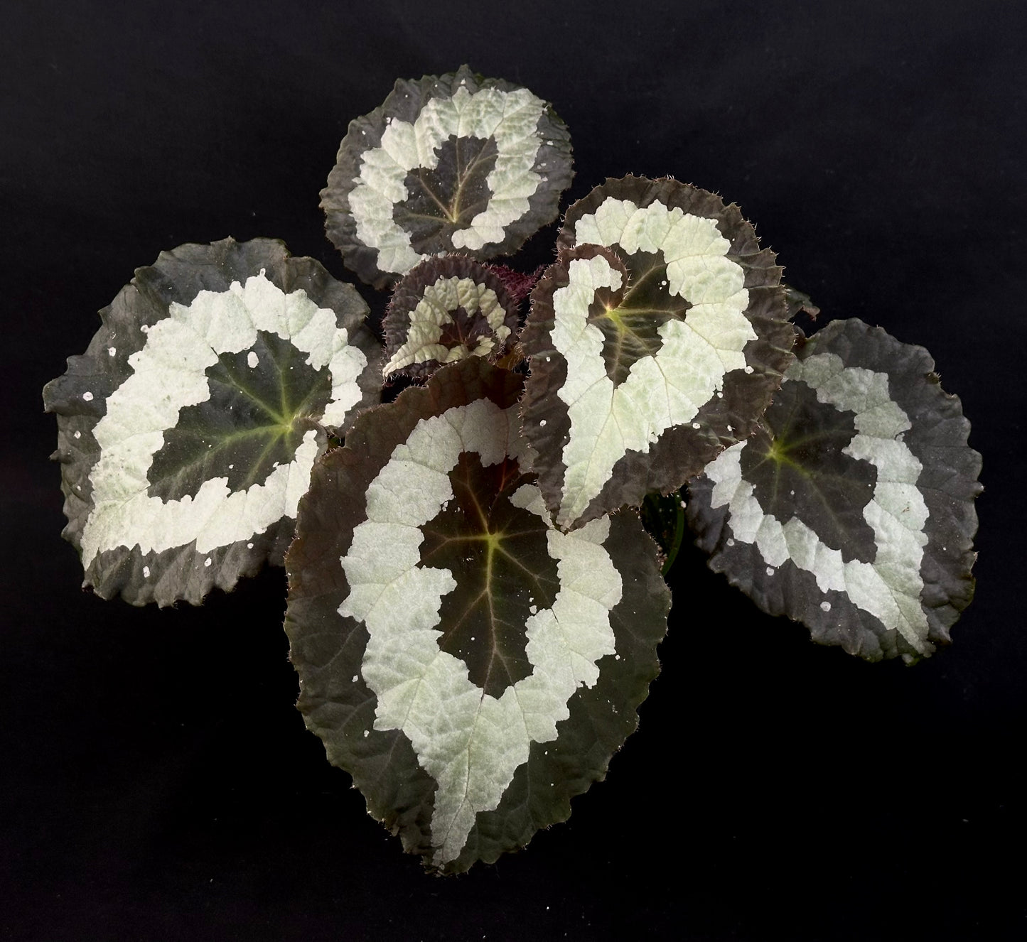 种子 霸王海棠（该种）