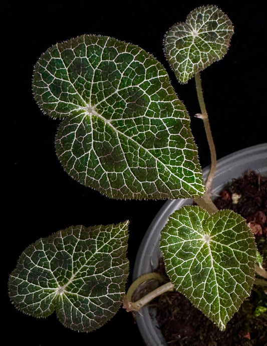 SEEDS Begonia fulgurata