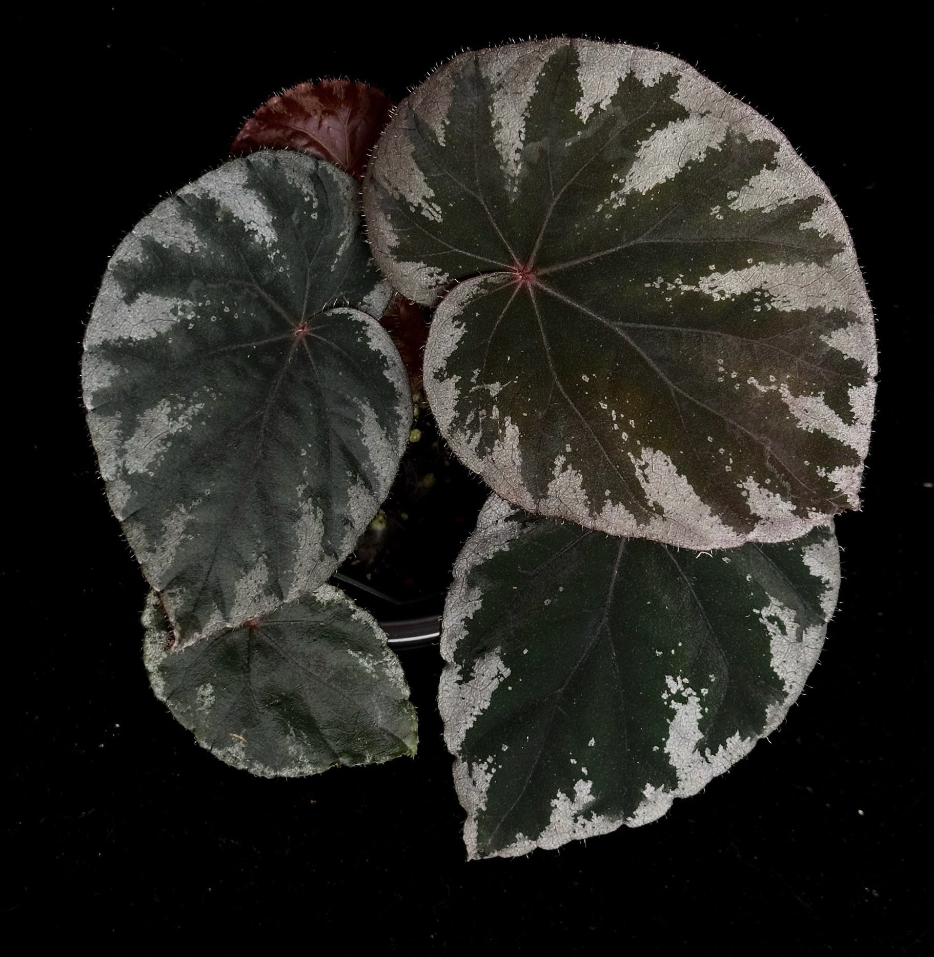 SEEDS Begonia koksunii – Begonian Express