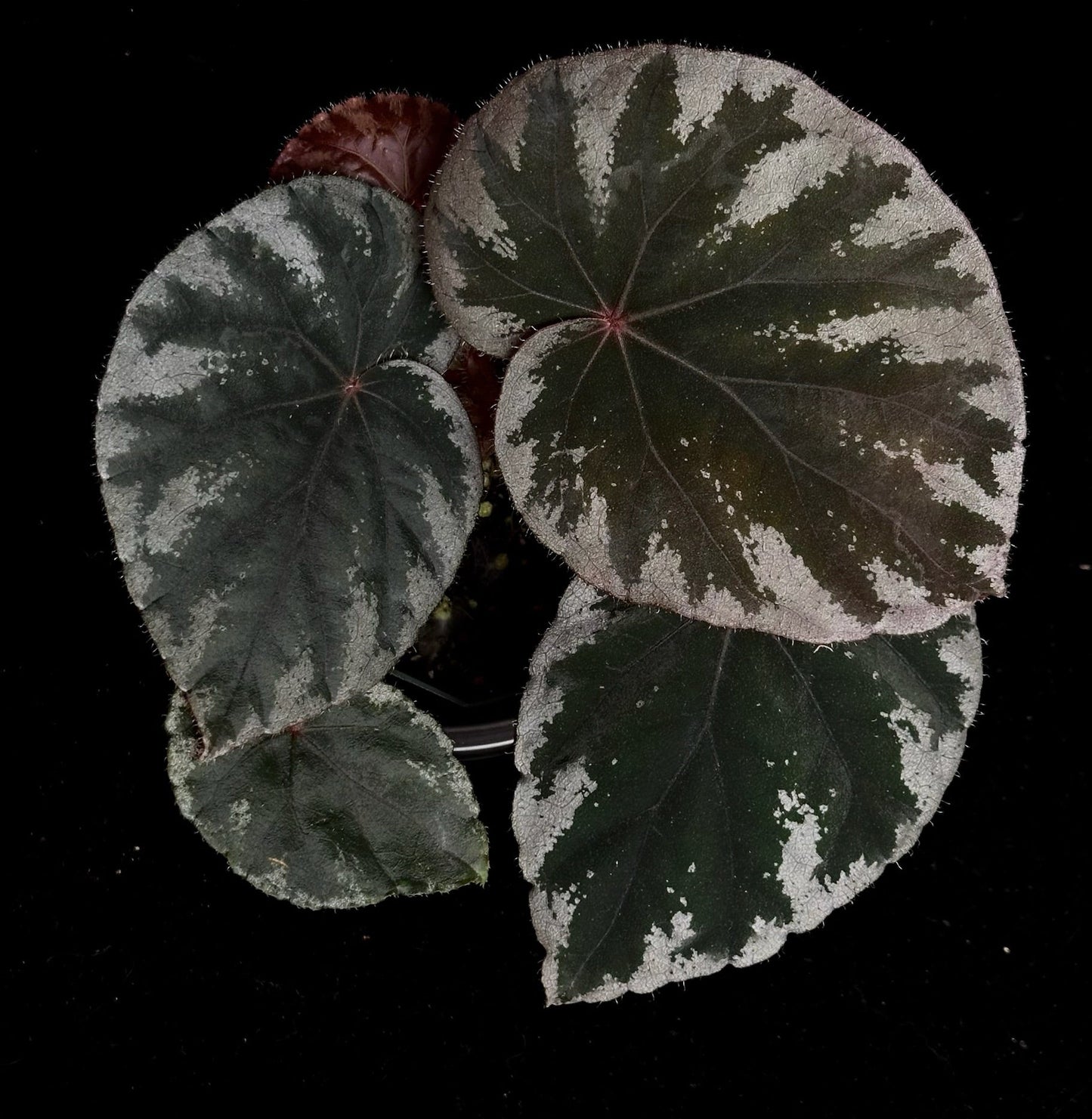 SEEDS Begonia koksunii