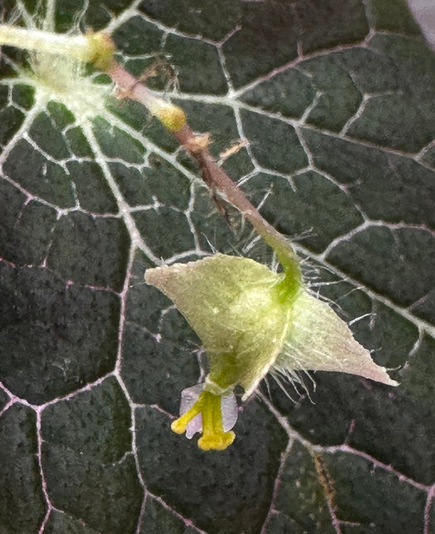 SEEDS Begonia fulgurata