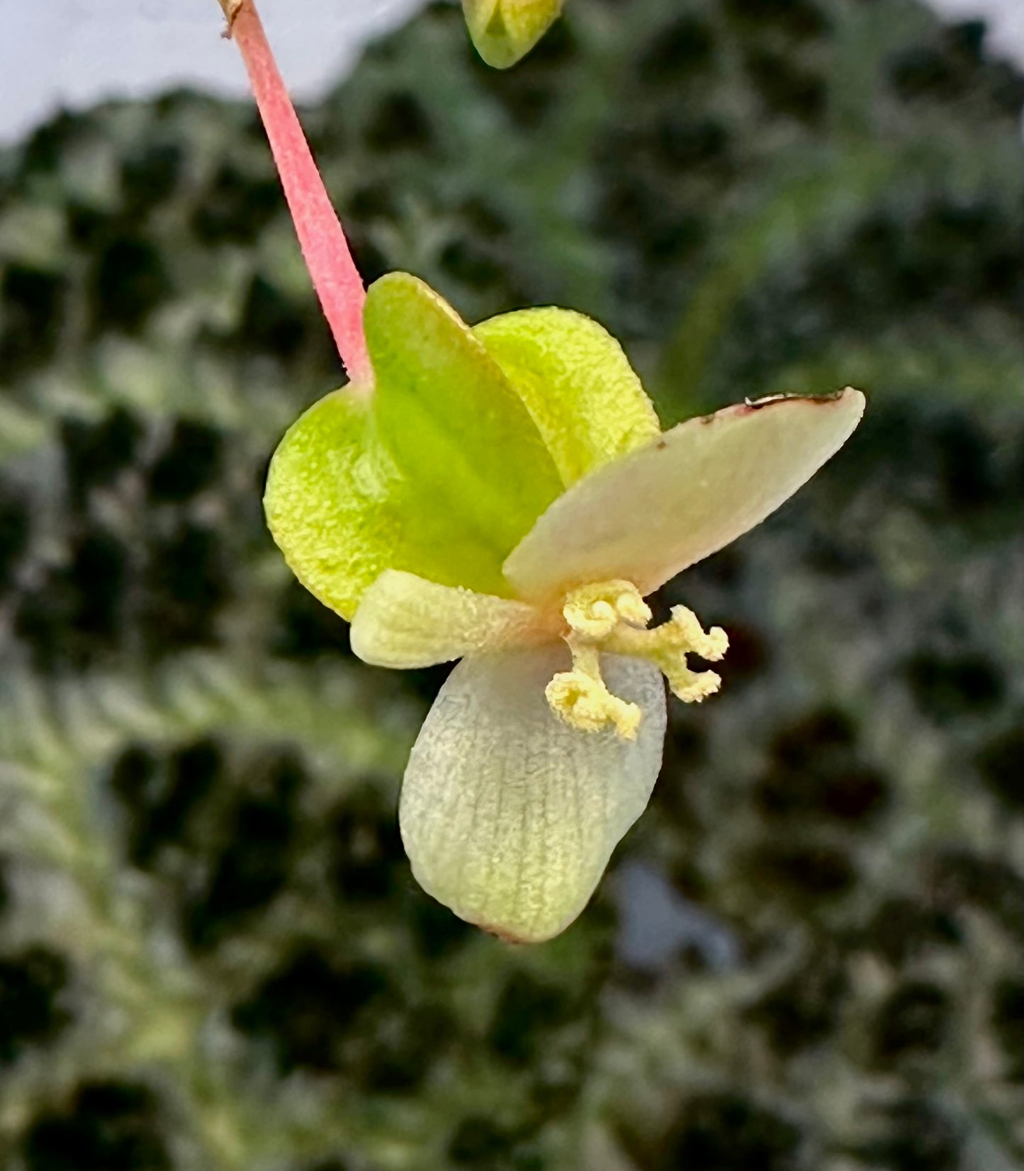 Begonia montaniformis