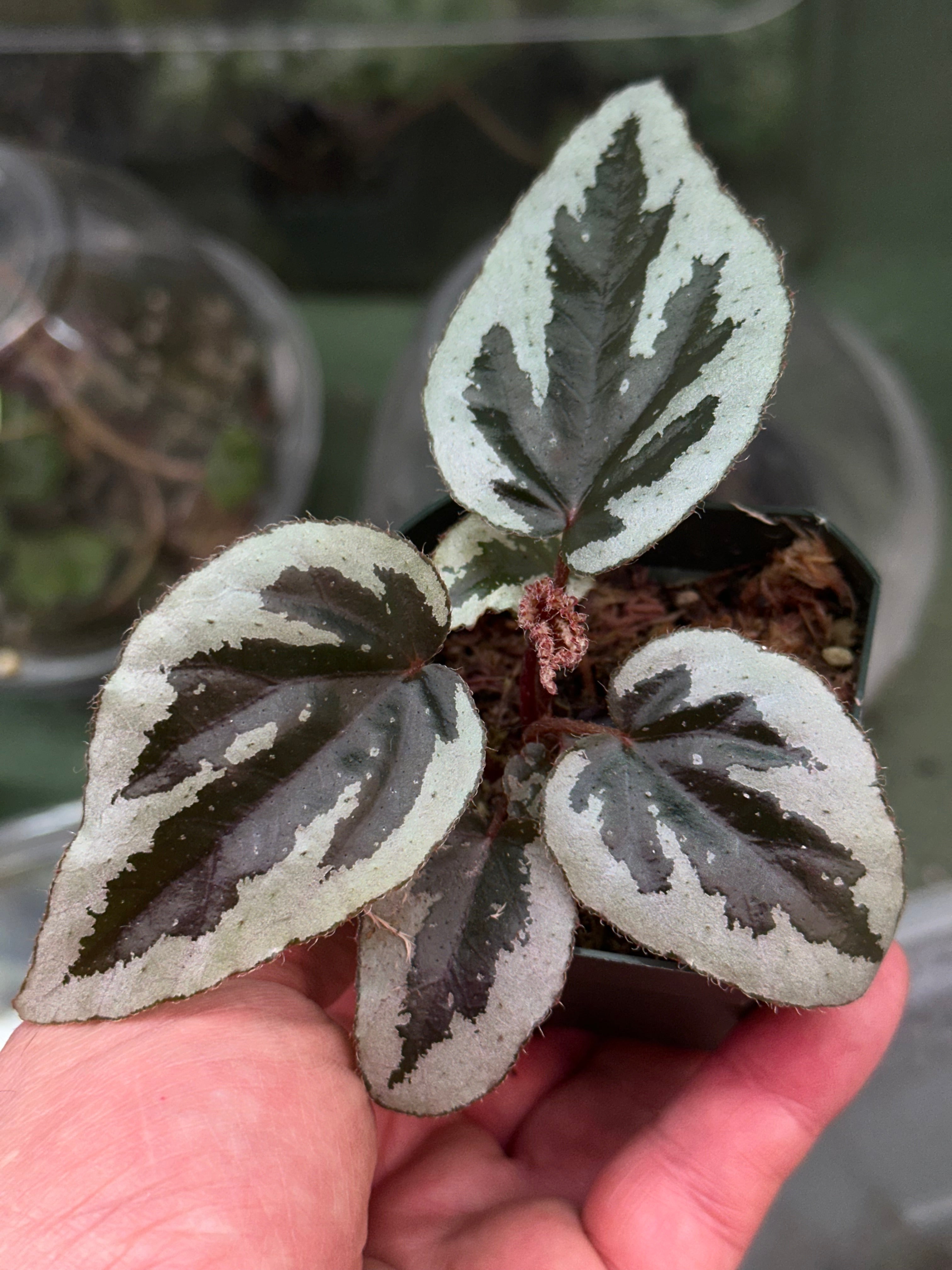 Begonia sp Vietnam – Begonian Express