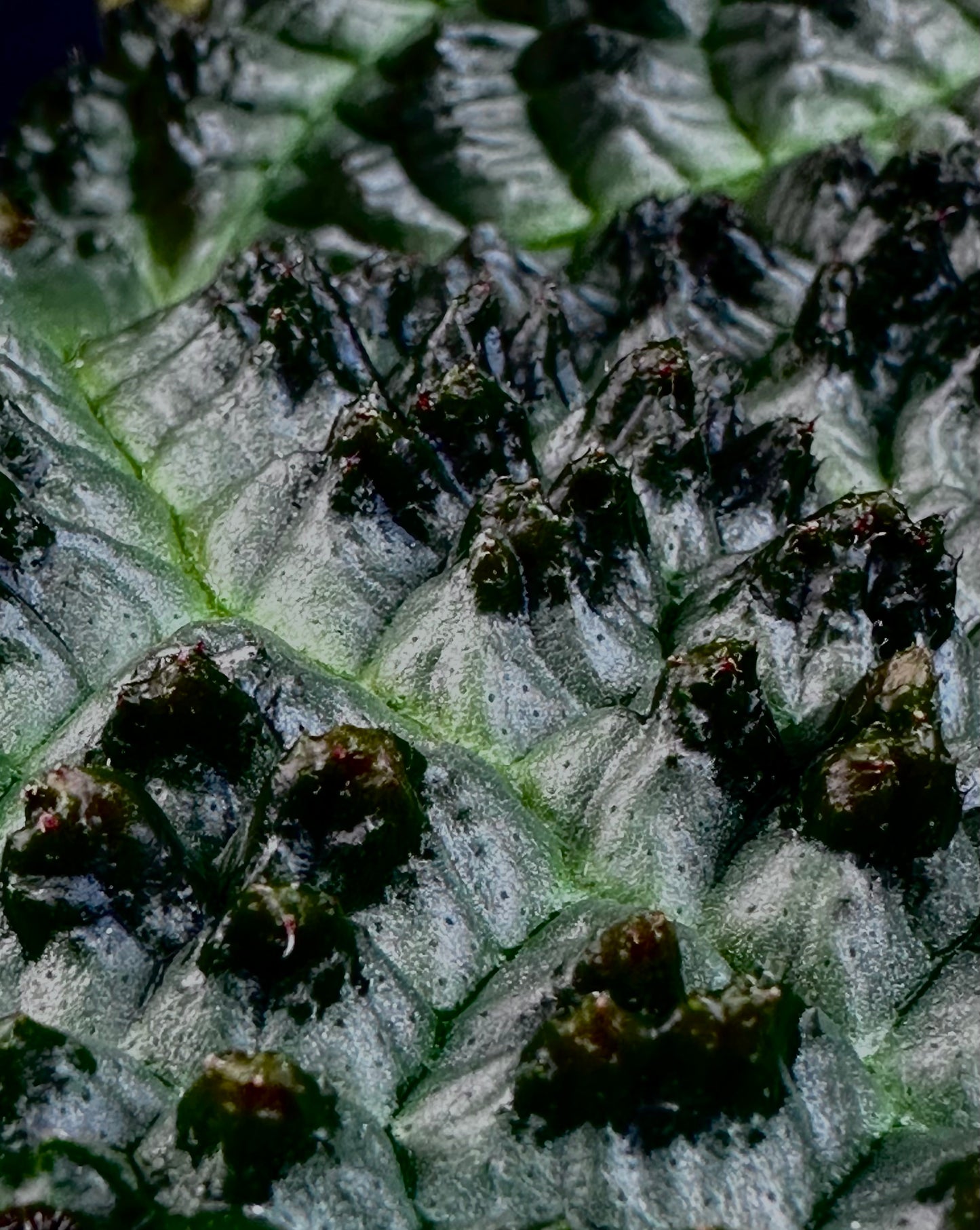 Begonia montaniformis