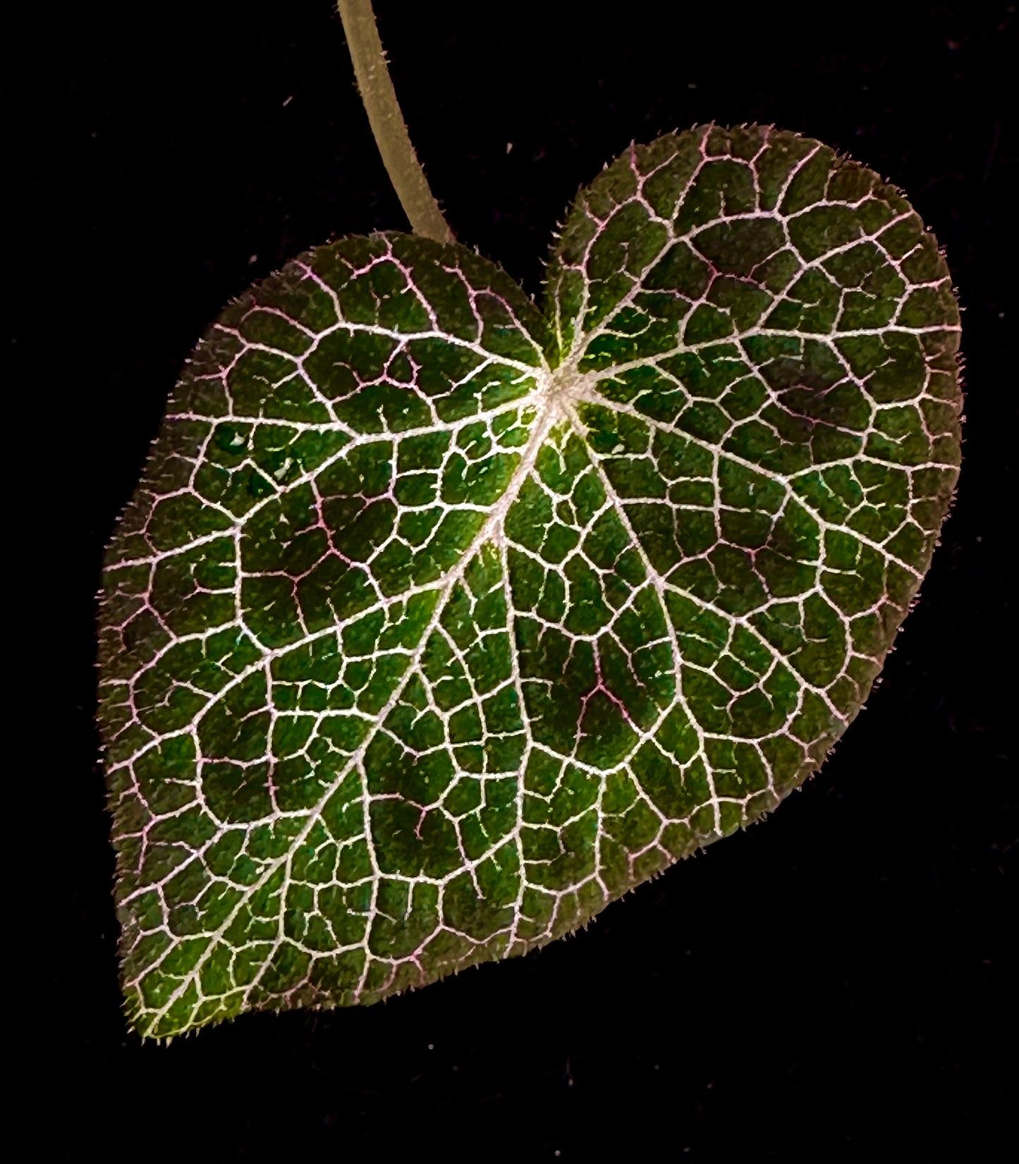 SEEDS Begonia fulgurata