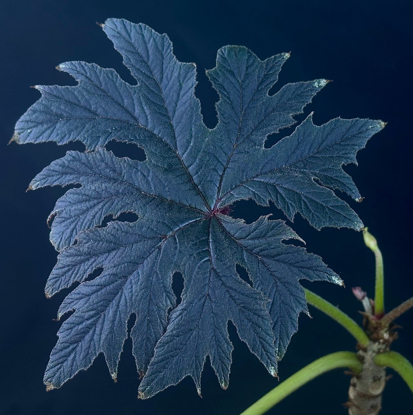 SEEDS Begonia ludwigii (spotted form)