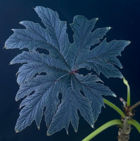 SEEDS Begonia ludwigii (spotted form)