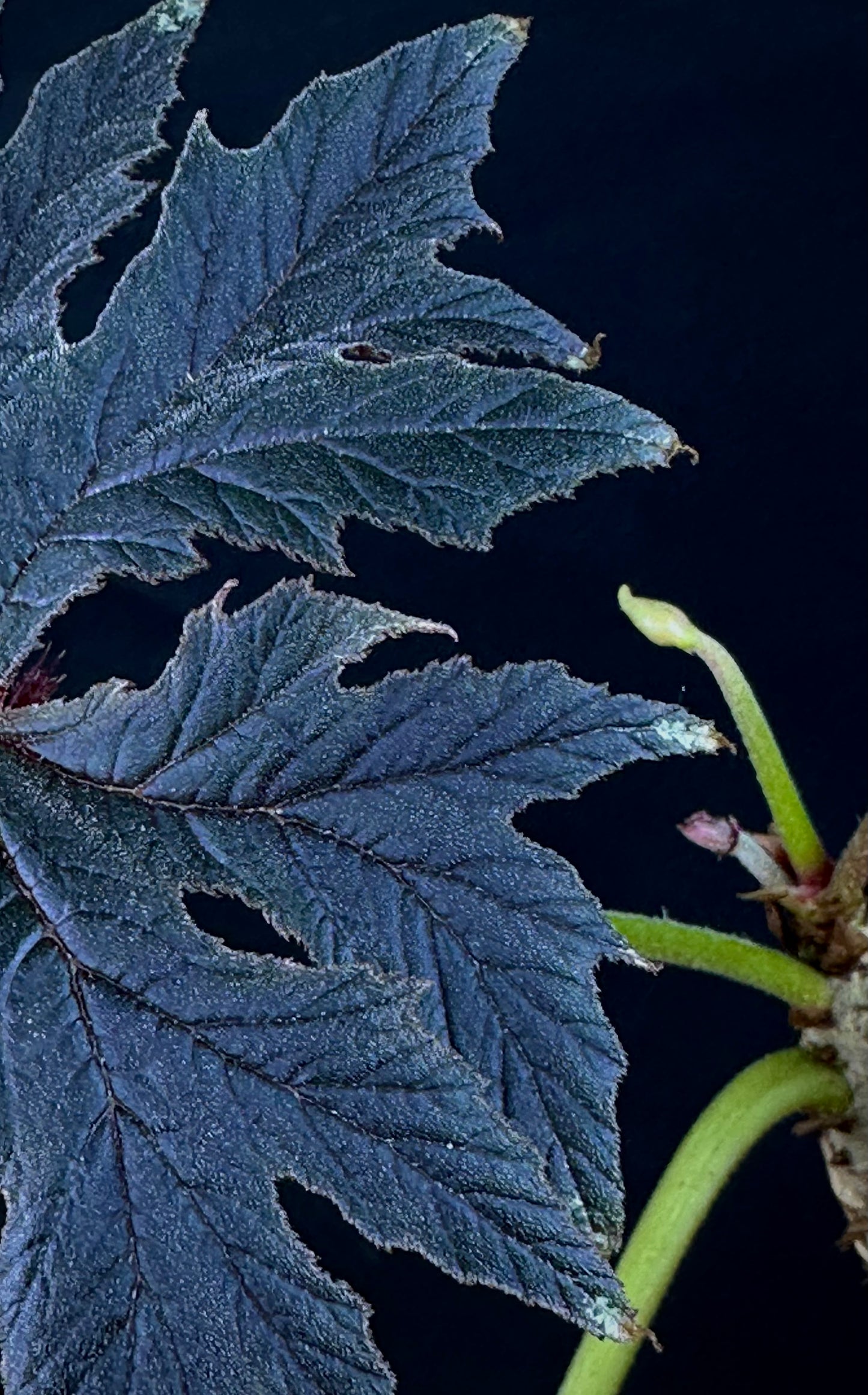 SEEDS Begonia ludwigii (spotted form)