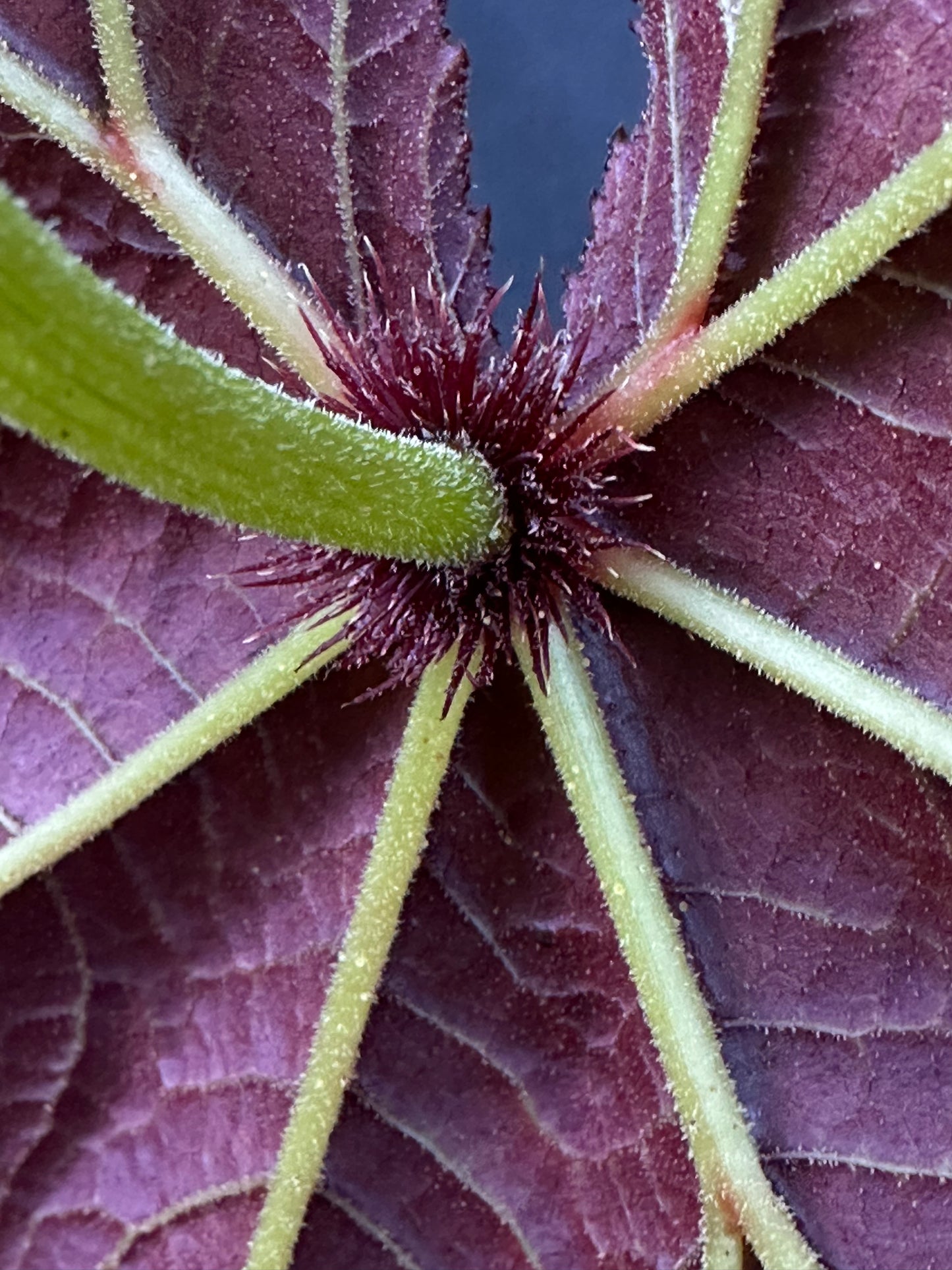 SEEDS Begonia ludwigii (spotted form)