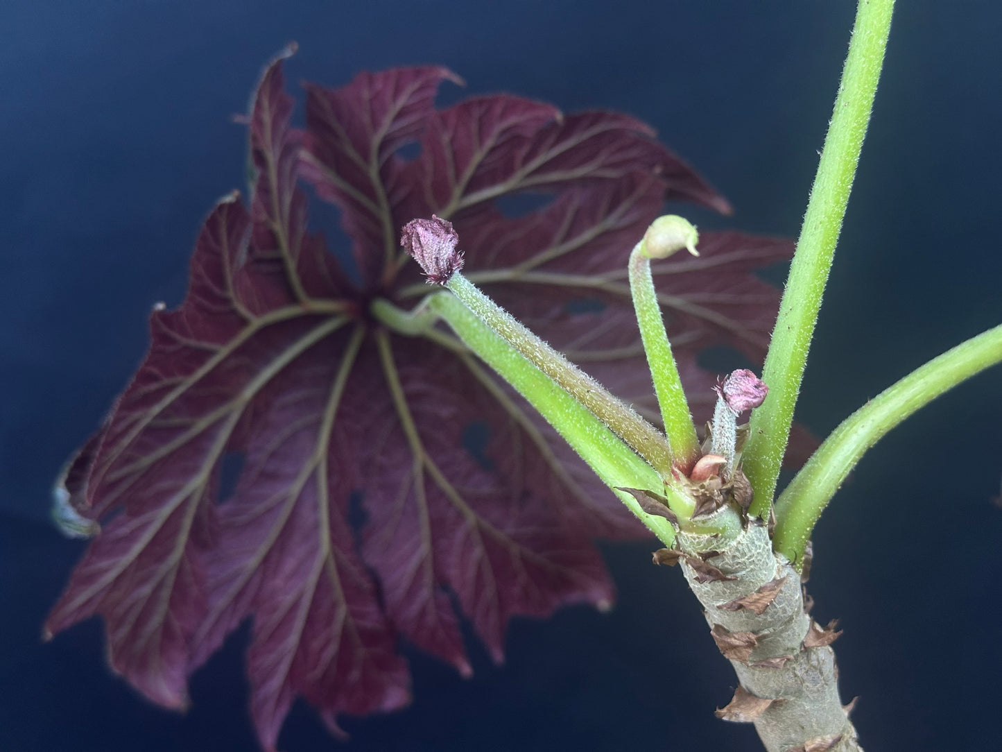 SEEDS Begonia ludwigii (spotted form)