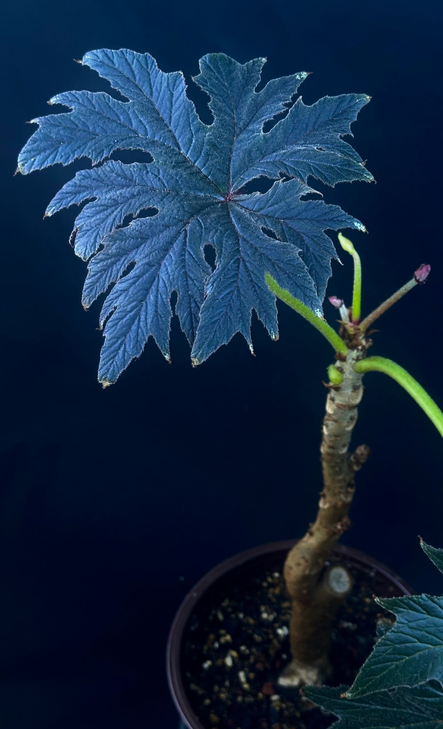 SEEDS Begonia ludwigii (spotted form)