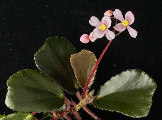 SEEDS Begonia blancii Dark