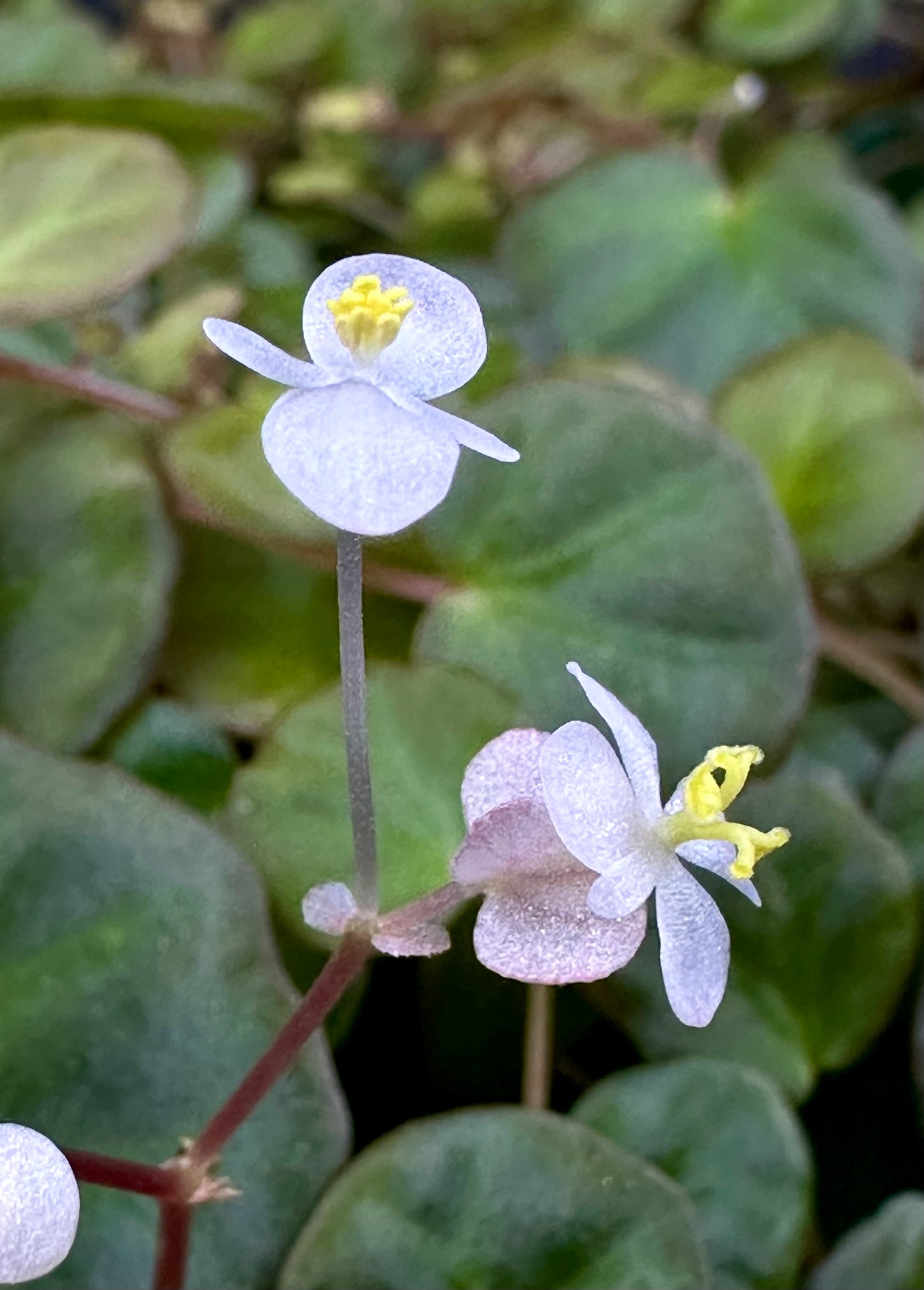 SEEDS Begonia lichenora