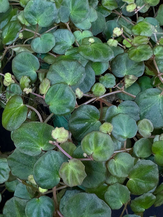 SEEDS Begonia lichenora