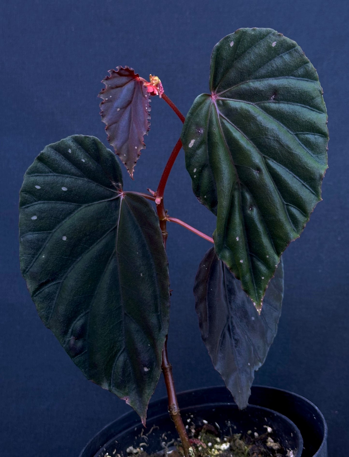 SEEDS Begonia sp. Sumatra