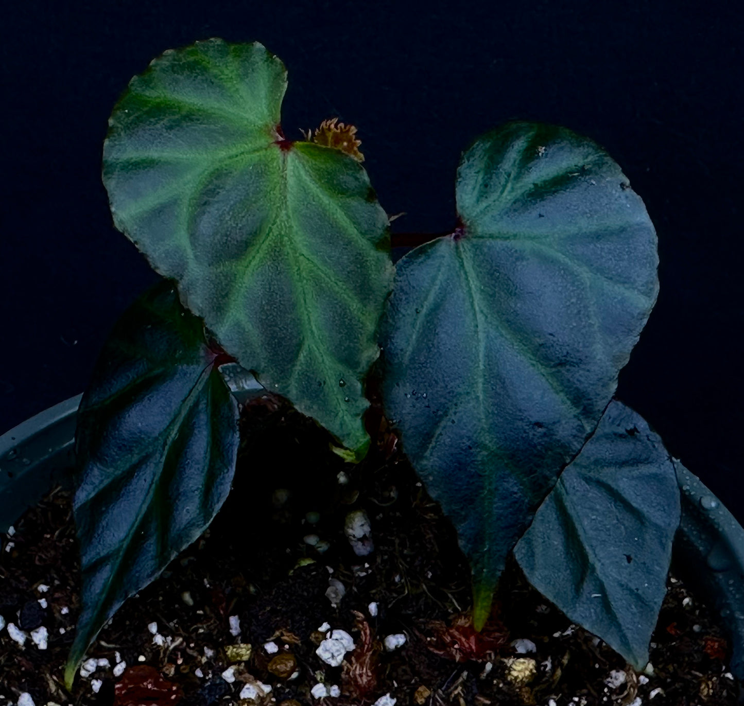 SEEDS Begonia sp  Sidikalang