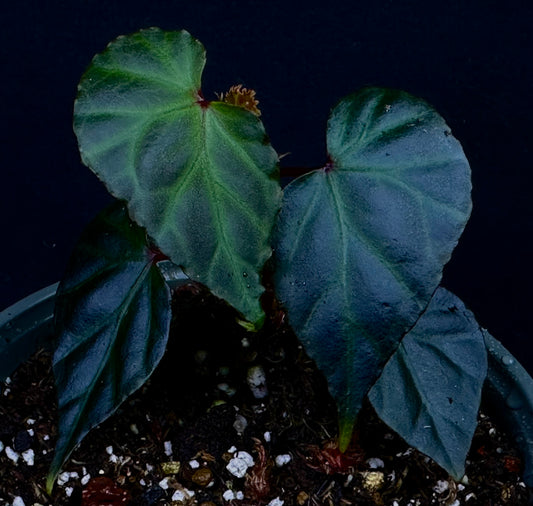 SEEDS Begonia sp  Sidikalang