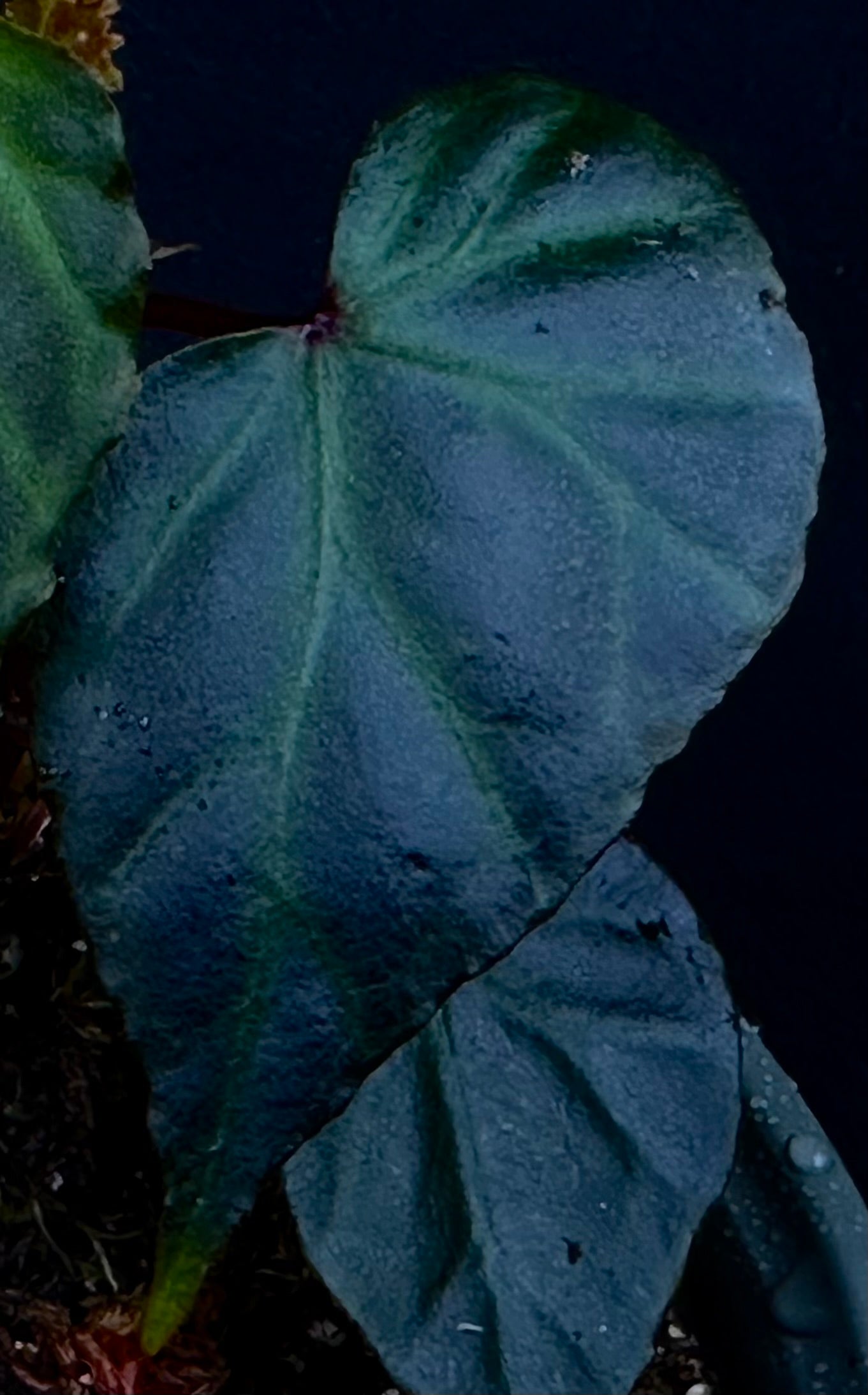 SEEDS Begonia sp  Sidikalang