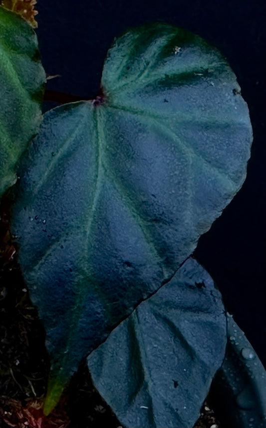 SEEDS Begonia sp  Sidikalang