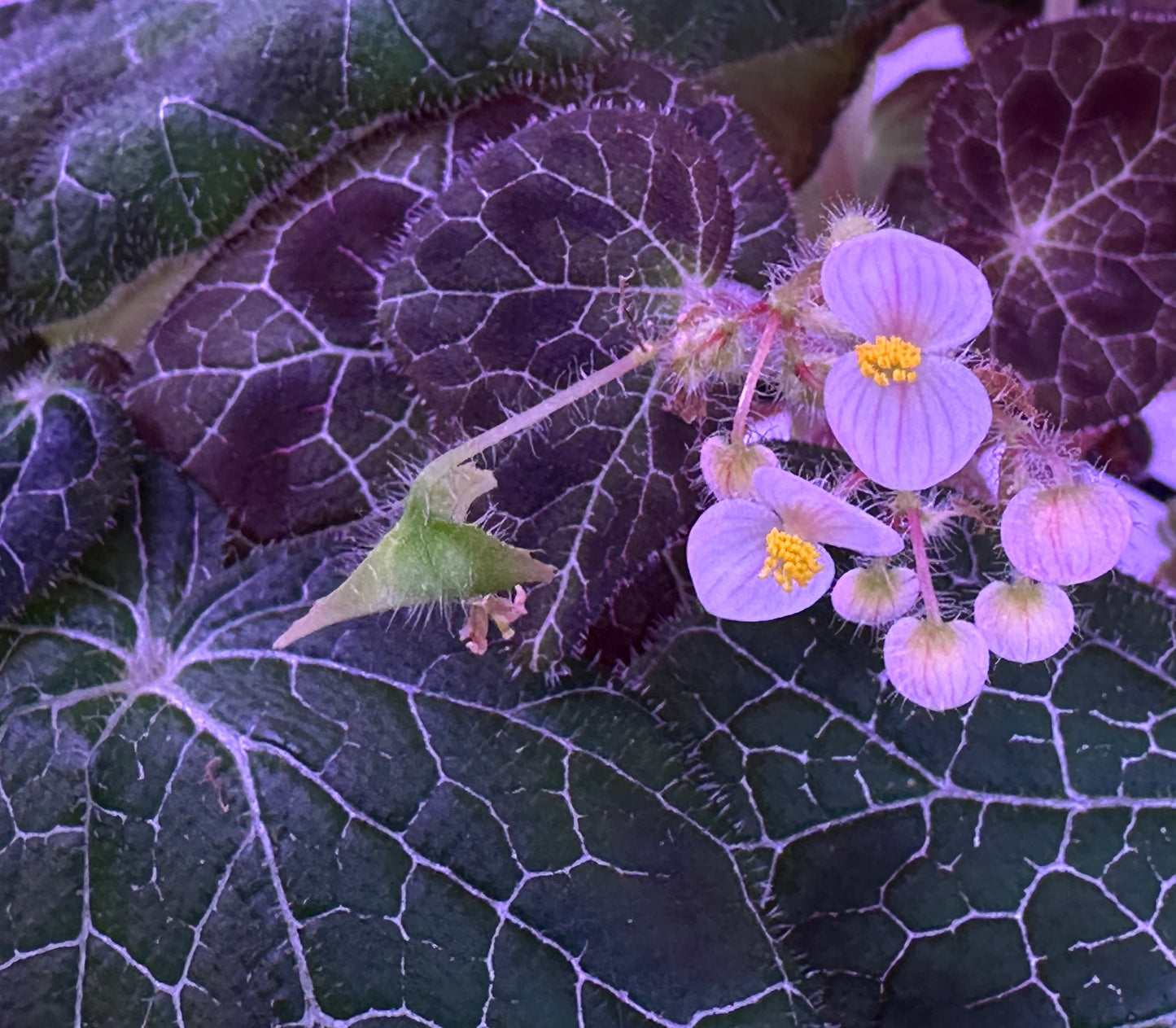 SEEDS Begonia fulgurata