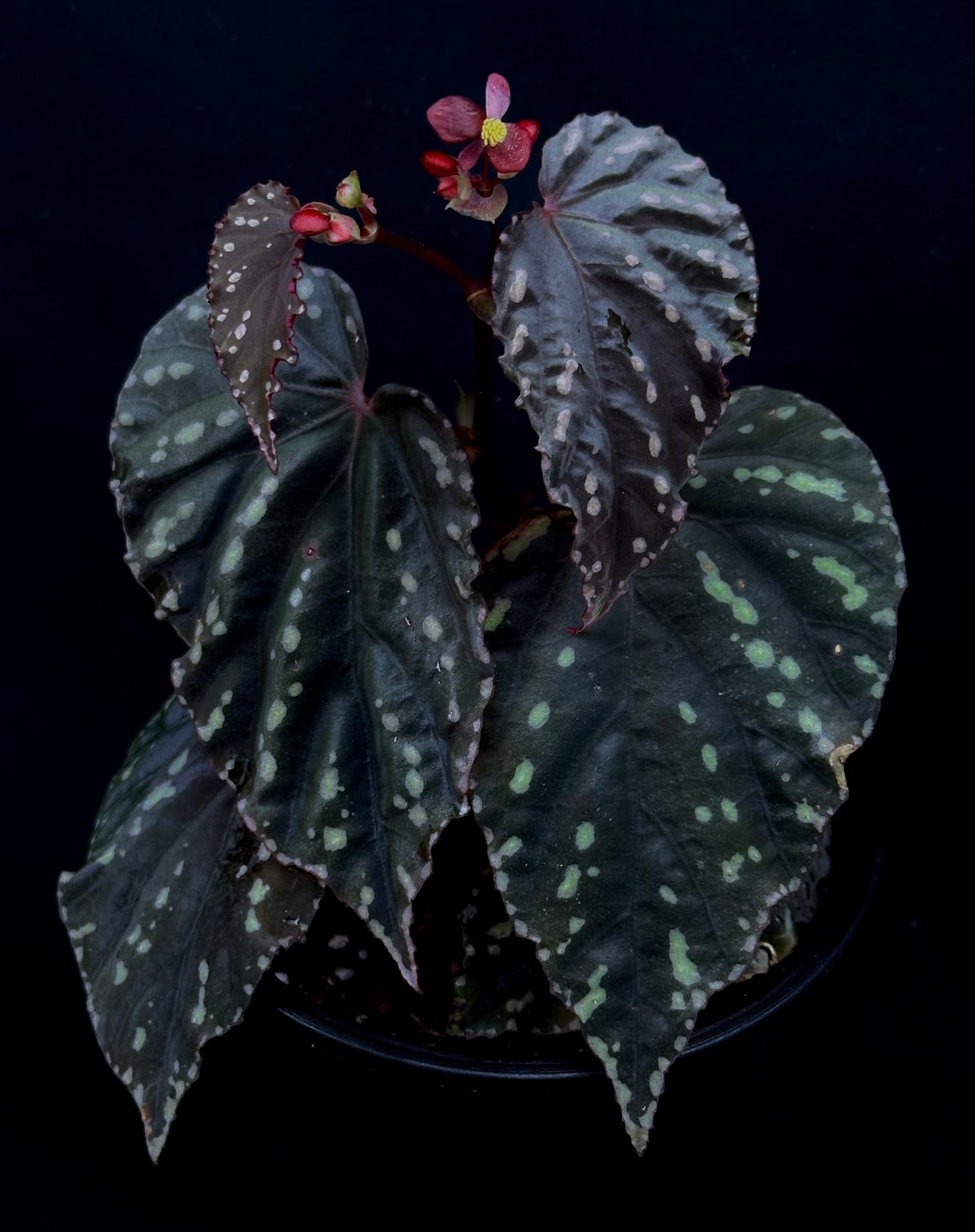 SEEDS Begonia erythrogyna