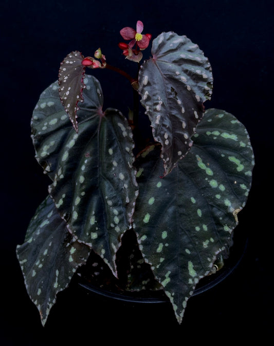 SEEDS Begonia erythrogyna
