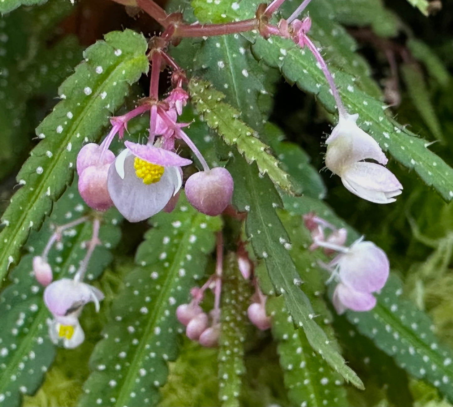 SEEDS Begonia pteridiformis