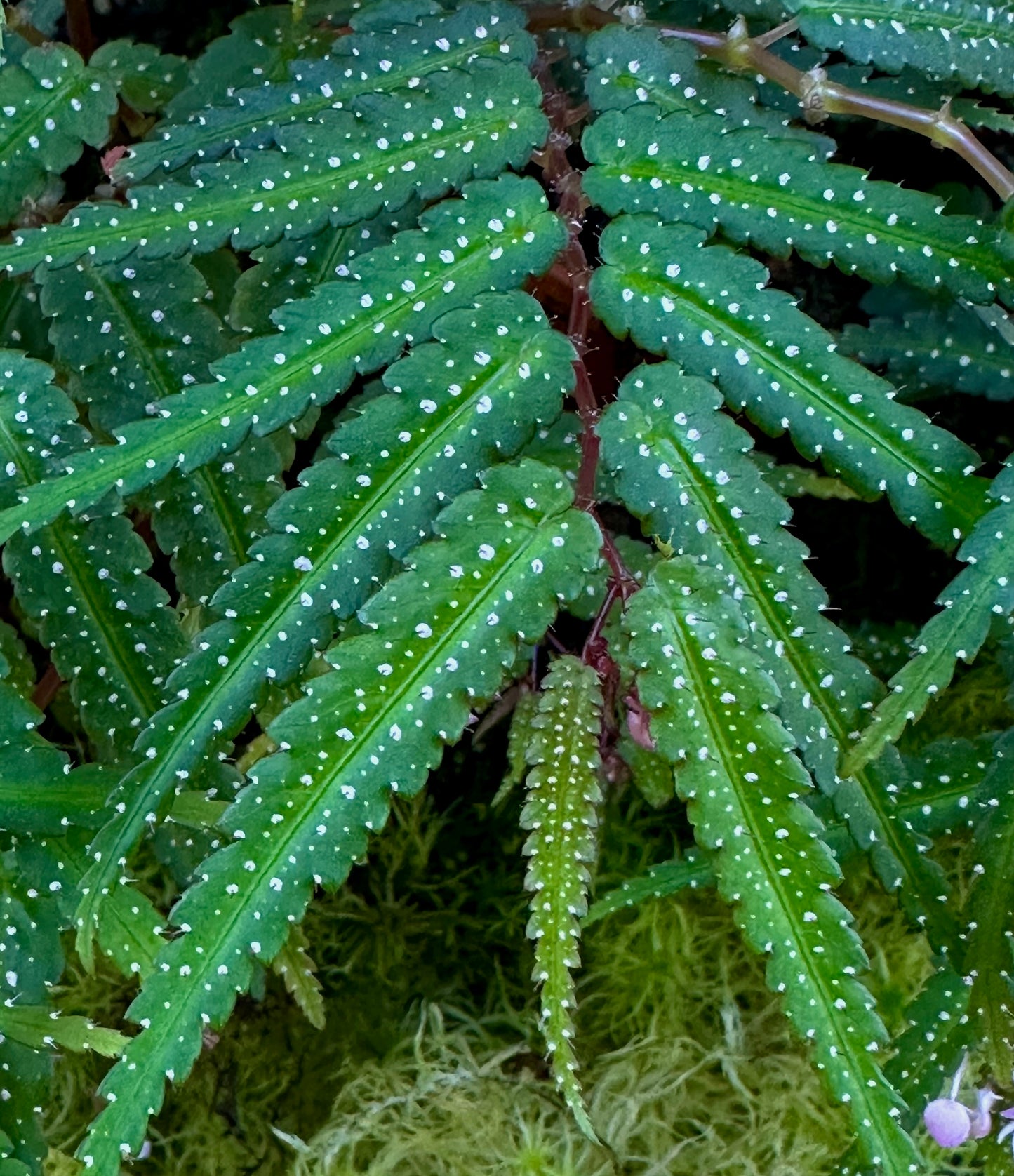 SEEDS Begonia pteridiformis