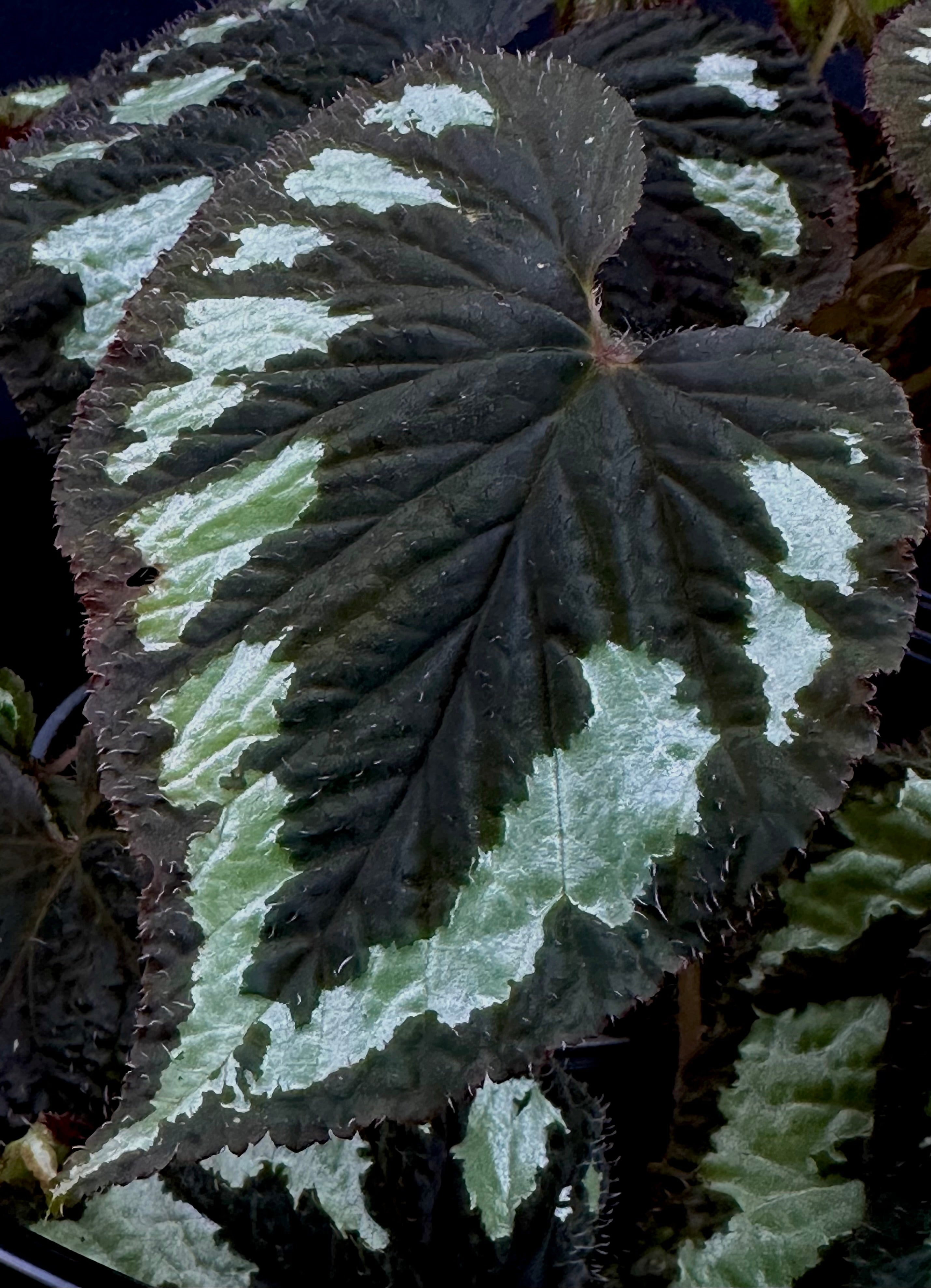 Begonia lugonis – Begonian Express
