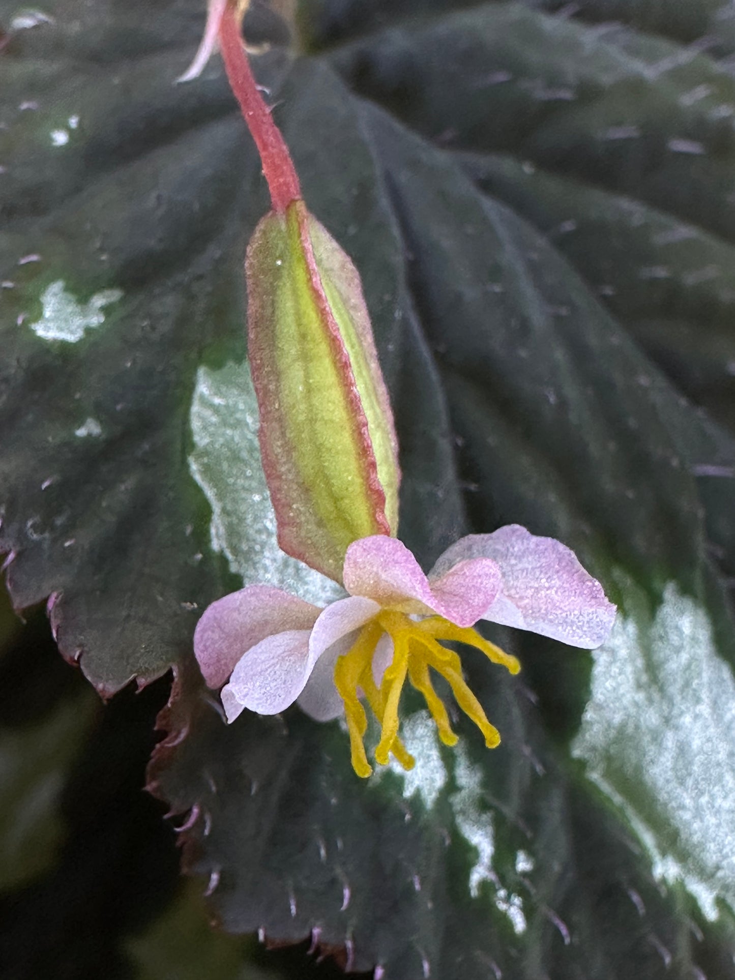 SEEDS Begonia lugonis
