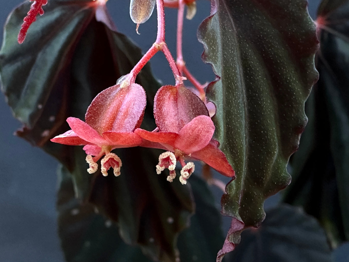 SEEDS Begonia sp. Sumatra