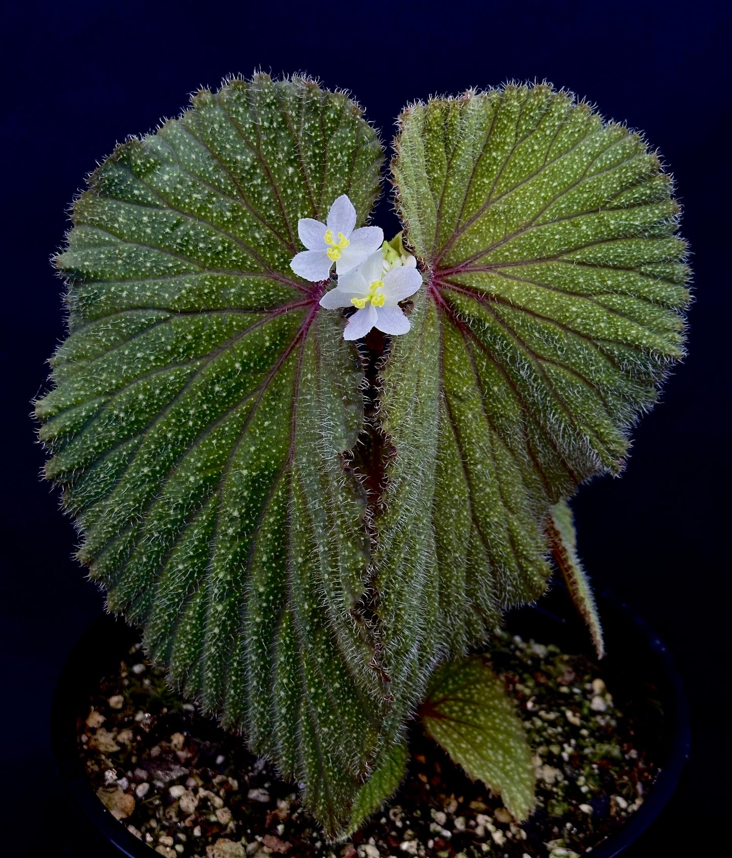 Begonia sp. Kalimantan